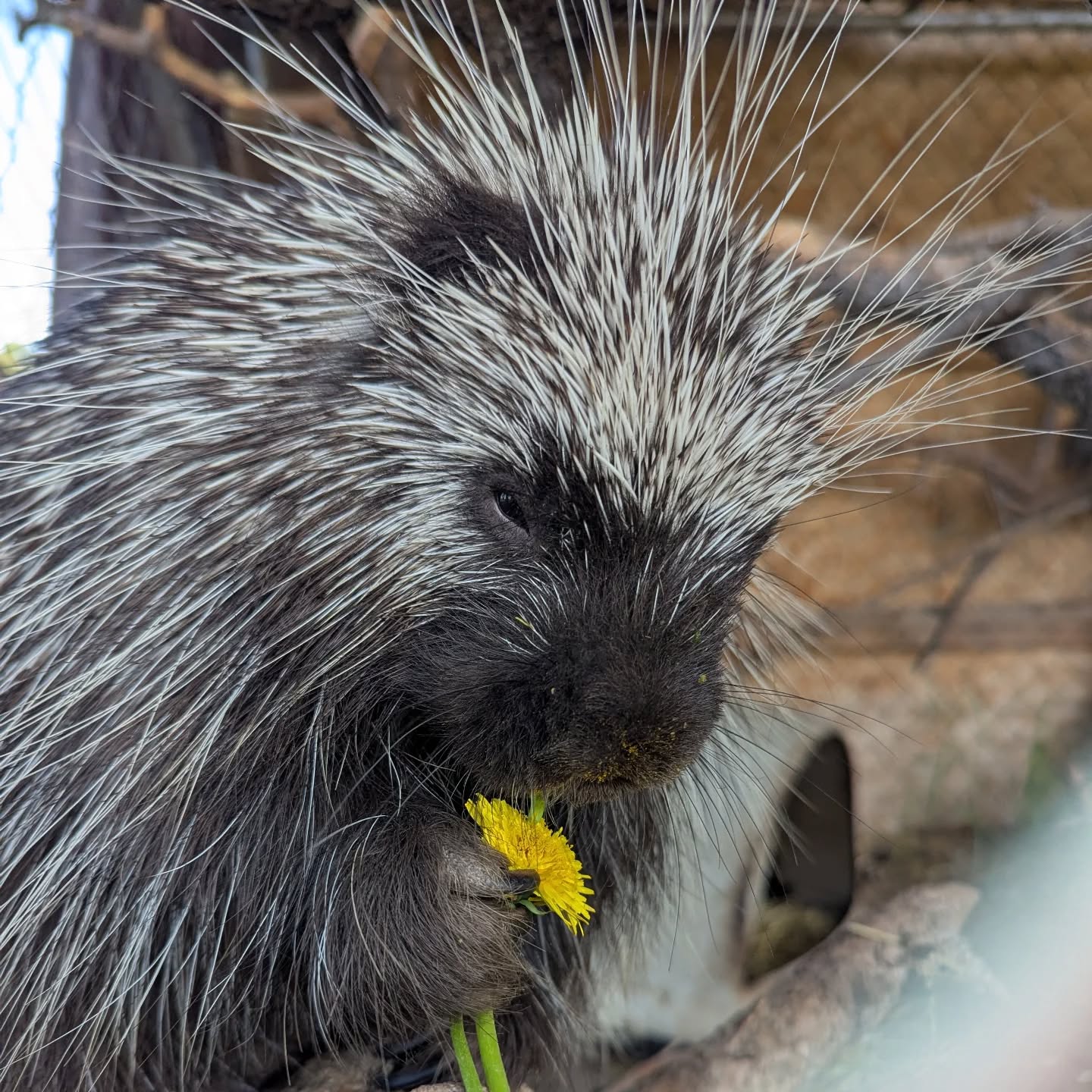 We hope you stop and smell the flowers on this beautiful day! #rmwildlifepark #porcupine