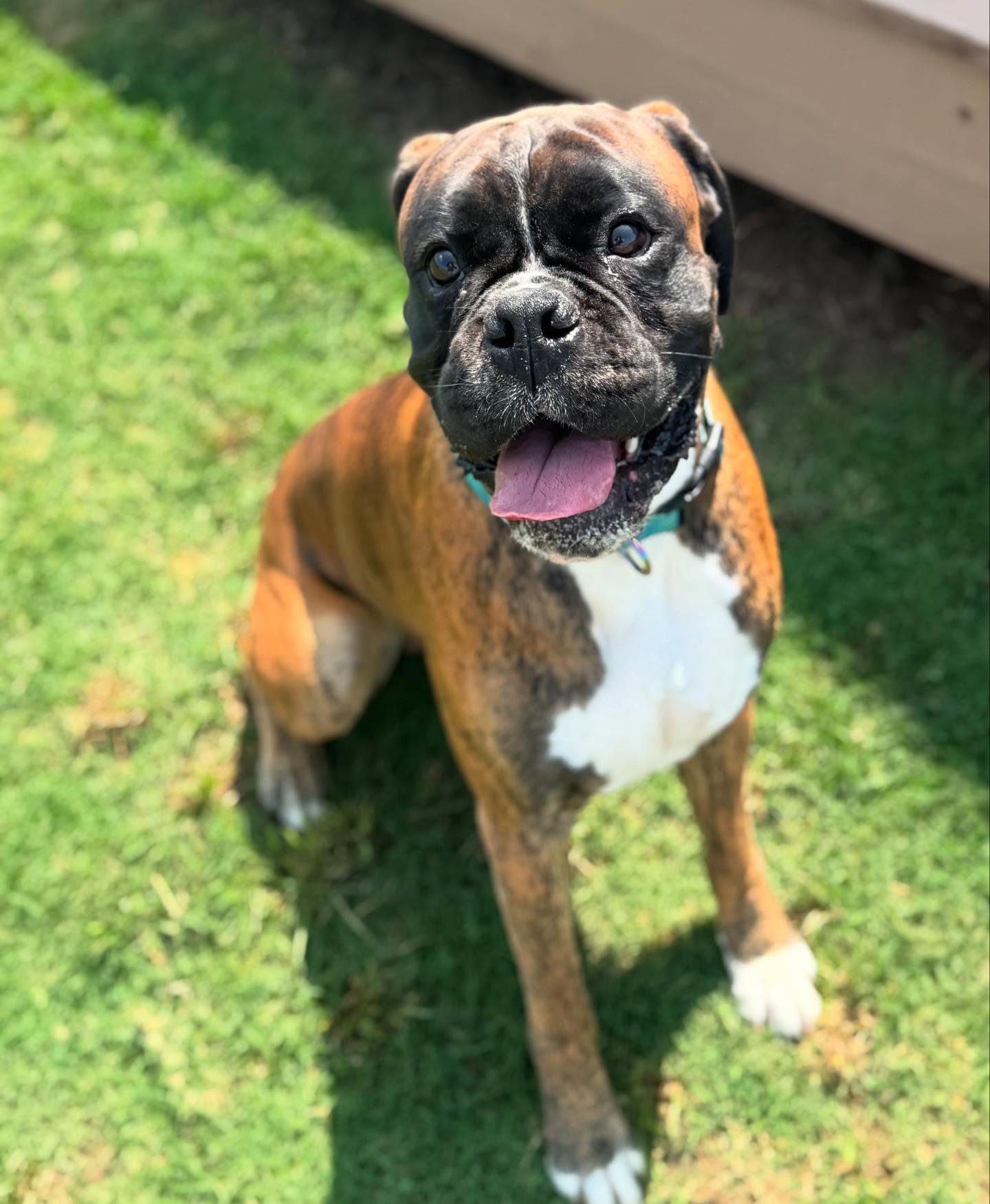 Vinny’s ready for an exciting week of training! (Swipe for a surprise)😂