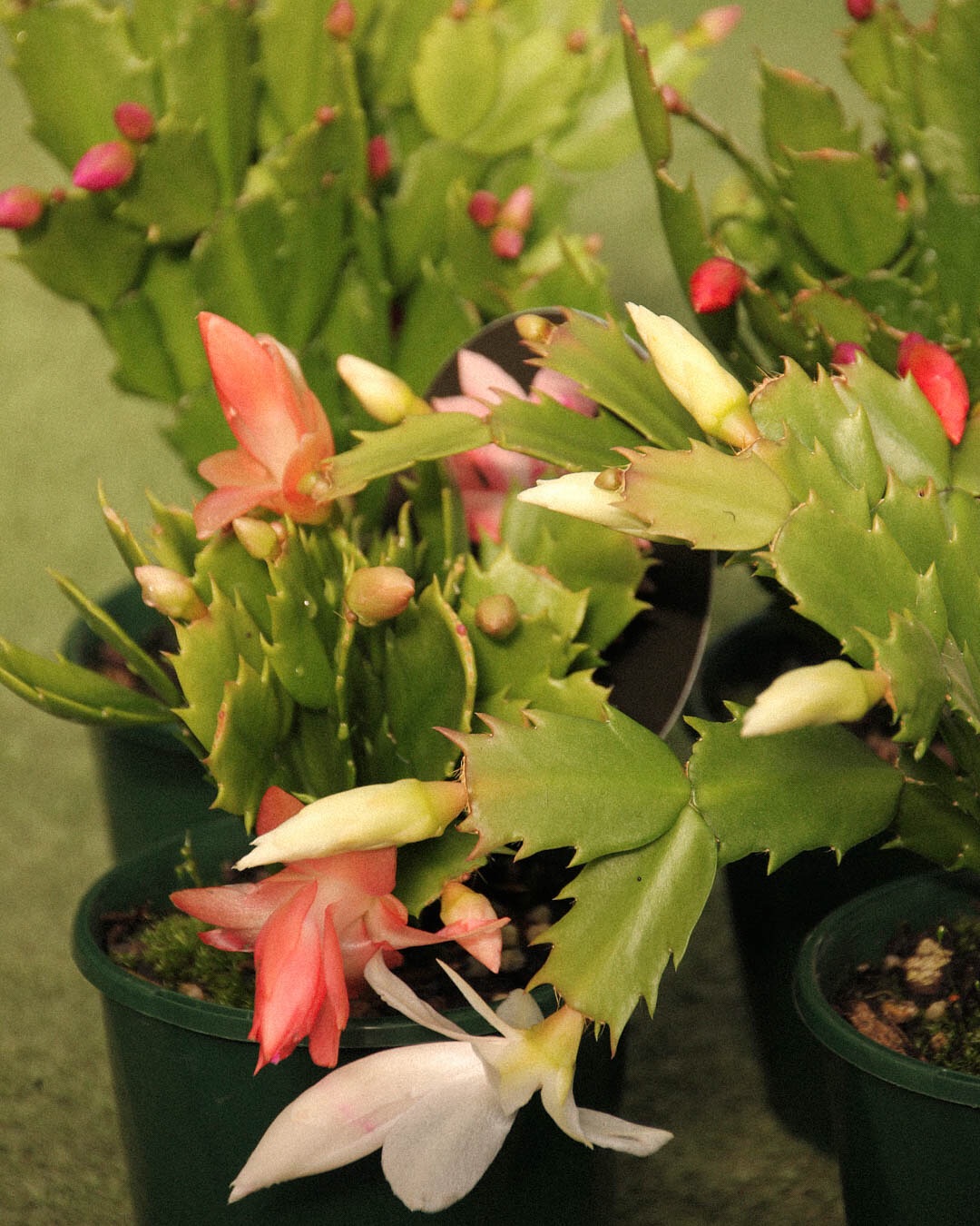 SCHLUMBERGERA SEASON!
We love these bloomin’ little powerhouses.
Give them a sheltered spot outside or bright spot indoors and they’ll come through with the goods year after year at a time when we need it most 🌸🌨
Available in a huge range of colours, get in quick because these always sell out.
$15 in a 10cm pot
#schlumbergera #zygocactus #lygonstreet #nursery #brunswick #shoplocal #winter #blooms