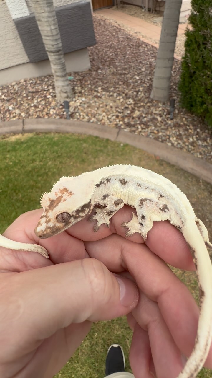 A couple of our Sable Lilly holdbacks from Michael x Aspen. These 2 are absolute mirror images of their mom, so happy she was able to clone herself 😆 #sable #sablelilly #crestedgecko