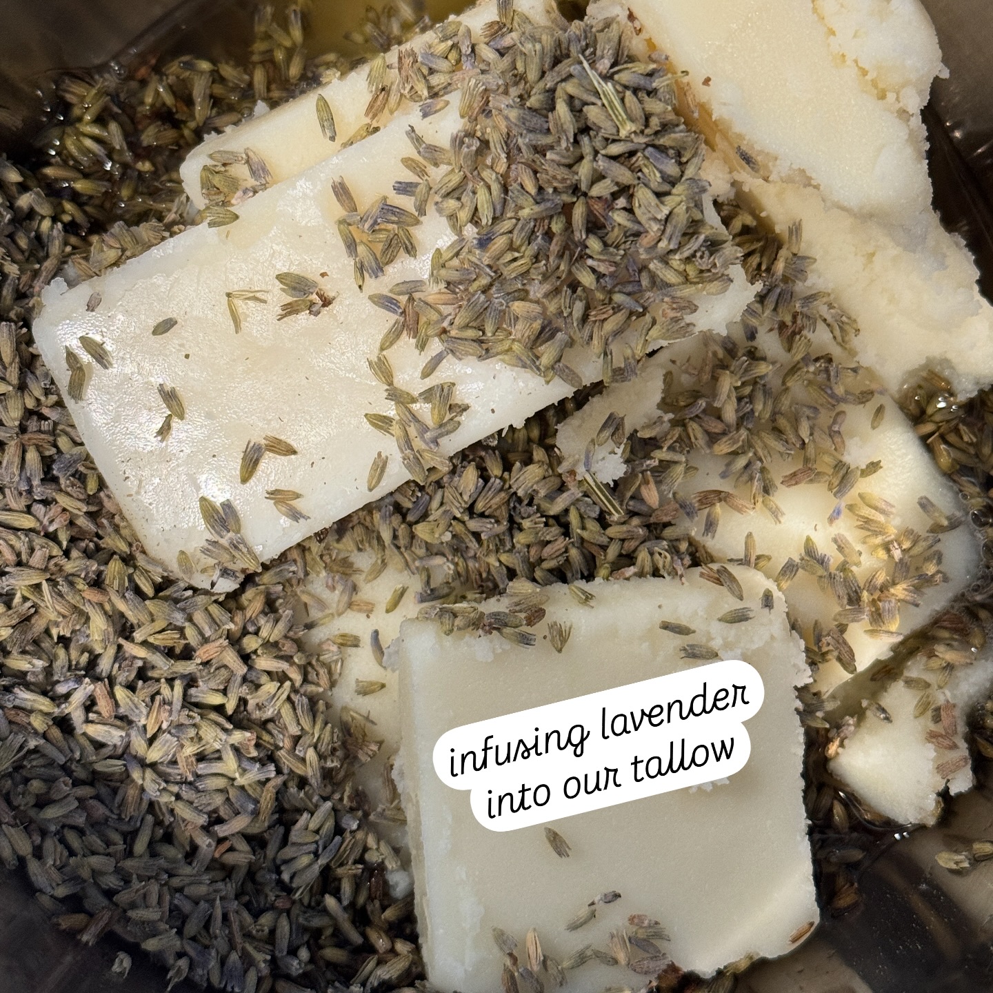 Lavender meets tallow 💜 lavender is just one of many botanicals that I just can’t get enough of.
#WyldTerra #WyldTerraSkincare #Lavender #NaturalSkincare #TallowSkincare #FarmToSkin #HolisticSkincare