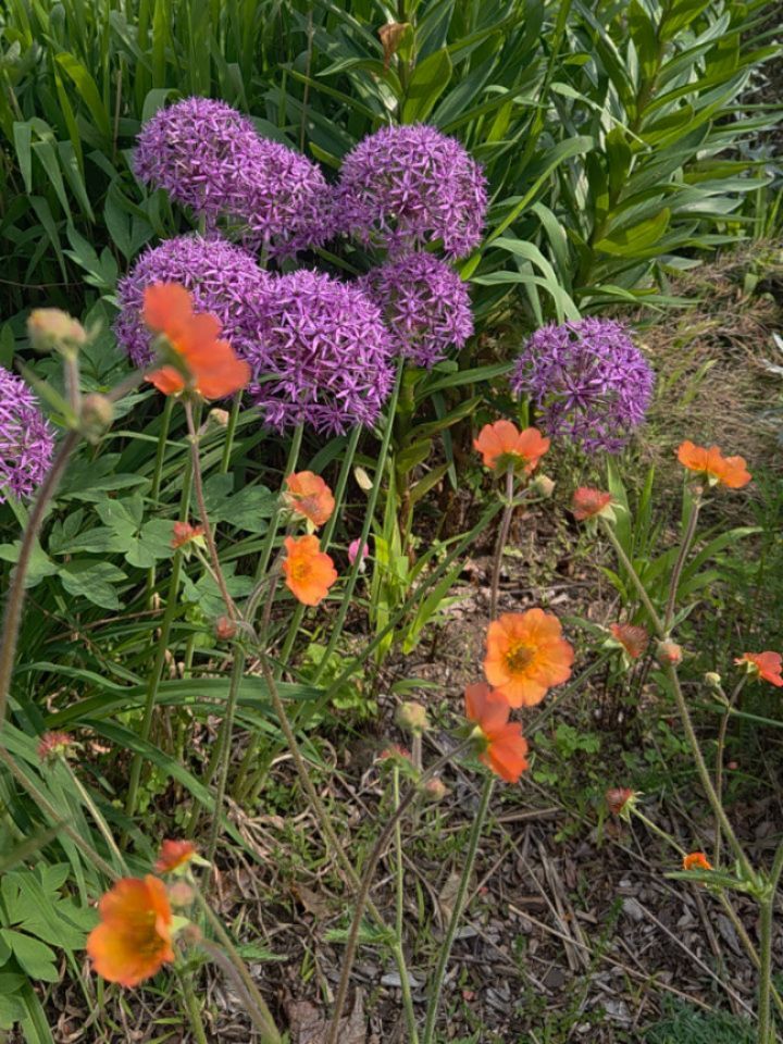 More local blooms from our garden for your late spring/early summer Cape Cod wedding 🌱
So many fun possibilities for a truly unique and unforgettable design!
.
.
.
.
#capecodflorist #capecodwedding #capecodlife #wychmerewedding #wiannowedding #wequassettwedding #chathambarsinnwedding #dennisinnwedding #pelhamhouseresort #weddingtips #weddinginspiration #weddingflowers #floweraddict #floraldesign