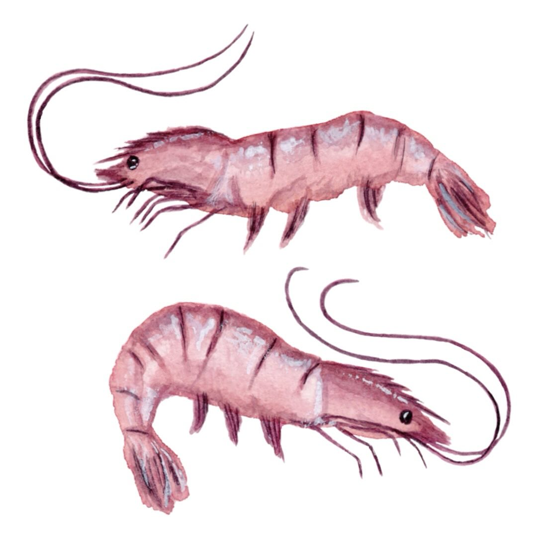 Shrimplicity is the ultimate sophistication. 🦐🦐