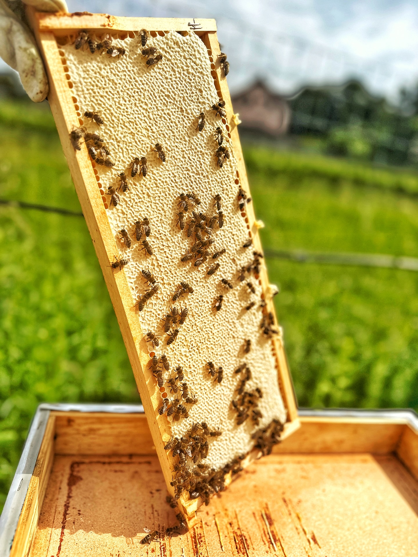 Da schlägt unser Imkerherz schon mal höher 😌
Unser feiner Blütenhonig aus Stammersdorf ist verdeckelt!
Die Bienen waren wieder unglaublich fleißig 🥰💛
*
*
#Honigliebe
#Blütenhonig
#Imkerleben
#Bienenliebe
#Bienenhonig
#Honigernte
#EchterHonig
#Naturprodukt
#Stammersdorf
#WienerHonig
#Wienimkert
#RegionalGenießen
#AusDerRegion
#WienerHandwerk
#FleißigeBienen
#NatürlichGut
#VomImker
#Bienenfreunde
#BeeHappy
#SüßeMomente
#Ernteglück
#NachhaltigGenießen