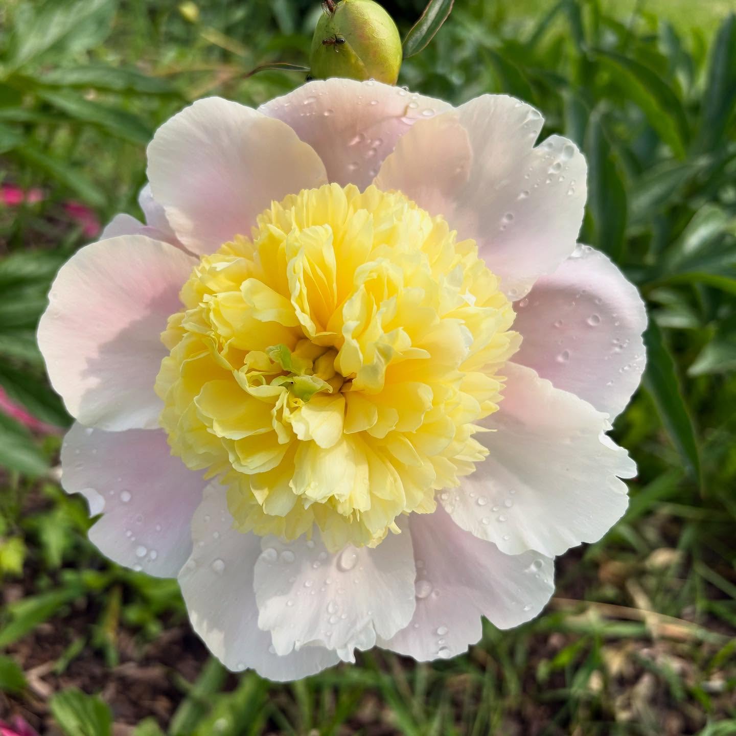 The many beautiful faces of peonies in bloom right now!🤩
