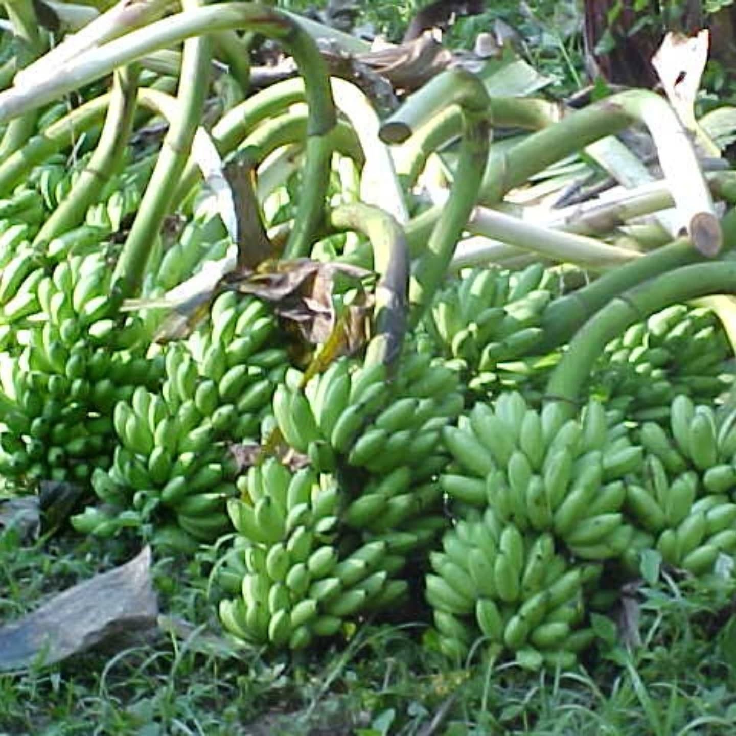Neste 7 de junho, celebramos o compromisso com a saúde, o alimento e o conhecimento!
O IDACO, ao longo dos anos, tem fortalecido comunidades rurais e urbanas por meio de projetos voltados à agroecologia, agricultura familiar, tecnologia e educação. 🌱
Acreditamos que a ciência aliada ao saber popular é essencial para garantir um alimento saudável, seguro e acessível para todas as pessoas. 🍽️🔬
Seguimos atuando com propósito e responsabilidade, promovendo práticas sustentáveis que valorizam quem planta, cuida e alimenta o mundo.
🌍 Dia Mundial da Segurança Alimentar
#SegurançaAlimentar #Agroecologia #CiênciaParaVida #AgriculturaFamiliar #IDACO #EducaçãoDoCampo #TecnologiaSocial #Sustentabilidade