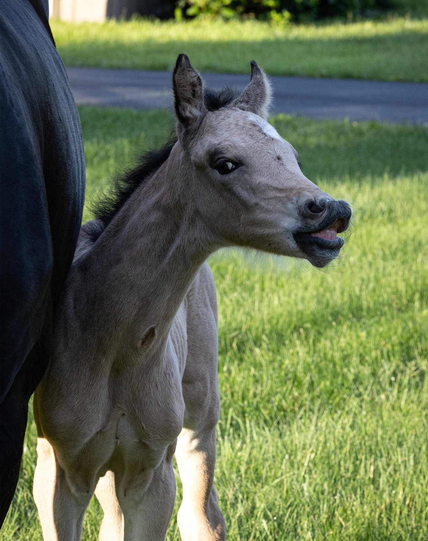 Apollonia QC, 2025 Quillane Accolade x Rosentanz x Fürst Heinrich filly
#quanticosporthorses #equine #horses #horsesofinstagram #breedingwithapurpose #breedingforthefuture #dressage #dressagehorse #quillaneaccolade #quillanewelsh #rosentanz #furstheinrich #americanhanoverianridingpony #hanoverianridingpony #ridingpony #dilute #perlino #buckskin #pony #ponies #foalsofinstagram #2025foals