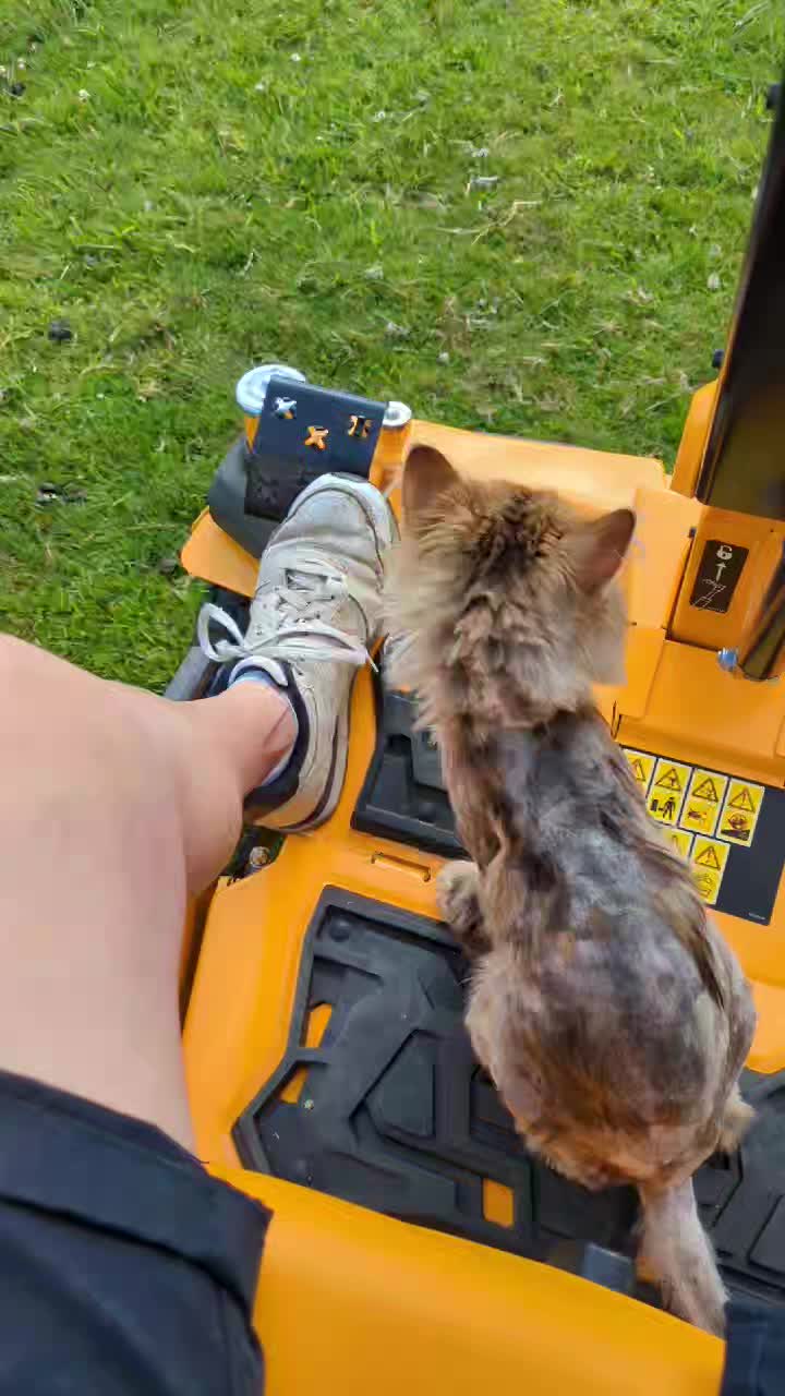 Marshall is living his best life , he loves to be involved in the day to day running of the sanctuary.
As soon as he sees the machine he's on it waiting to go for a ride I think we need to rig up a little seat for him !!(the machine is going at snails pace and is not engaged in mowing so he is completely safe ) it's just the thrill of the ride for Marshall .