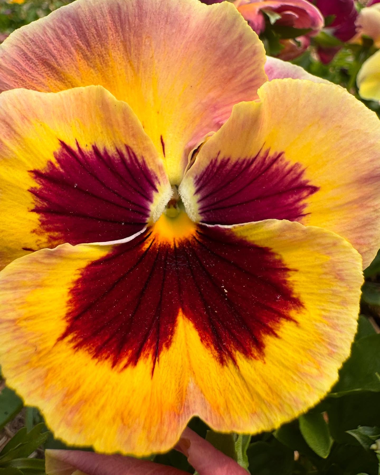 Tis the season! I was feeling lots of pressure to do some kind of rainbow arrangement in honor of pride month- but this Pansy parade blooming right now in the hoop house seemed more forthright.
I’ve had an affinity for Pansies for years now, for the reason that A- they are magnificent, and B- they are the cutest darn symbol for queerness i can think of ;)
When i looked up the definition of pansies for this post I was surprised to see only two- one for the flower, and one as an offensive slur-
noun
noun: pansy; plural noun: pansies
1.
a popular cultivated viola with flowers in rich colors, with both summer- and winter-flowering varieties.
2.
OFFENSIVE
View definition
a man who is seen as unmasculine, timid, or affected.
By now I would have expected the queer community would have reclaimed it, and a dictionary would have reflected the reclamation (Edit: the queer community has been using it for decades- it just goes to show how deep the heteronormativity runs that it isn’t in the dictionary as a reclamation yet)
LETS DO IT! It seems especially important these days to revisit masculinity, and what it means to “be a man,” while also celebrating the queer community during pride month 2025 (where our president and his cronies and the far right want to erase us, exclude us, and criminalize us)
As far as I’m concerned- pansies are such a delight, I could only be smitten if someone were to refer to me as one. Of course- it’s complicated, as is gender- and not every gay or queer person might feel this way-so use this reclaimed slang with care!
Happy Pride to all the badass pansies out there! 🧚♂️🌈 (insert nonexistent pansy emoji here)
#respectpansies #pansy #pansypride #pride #lgbtq #queer #transpride #nonbinary #queerfarmer #flowerfarmer