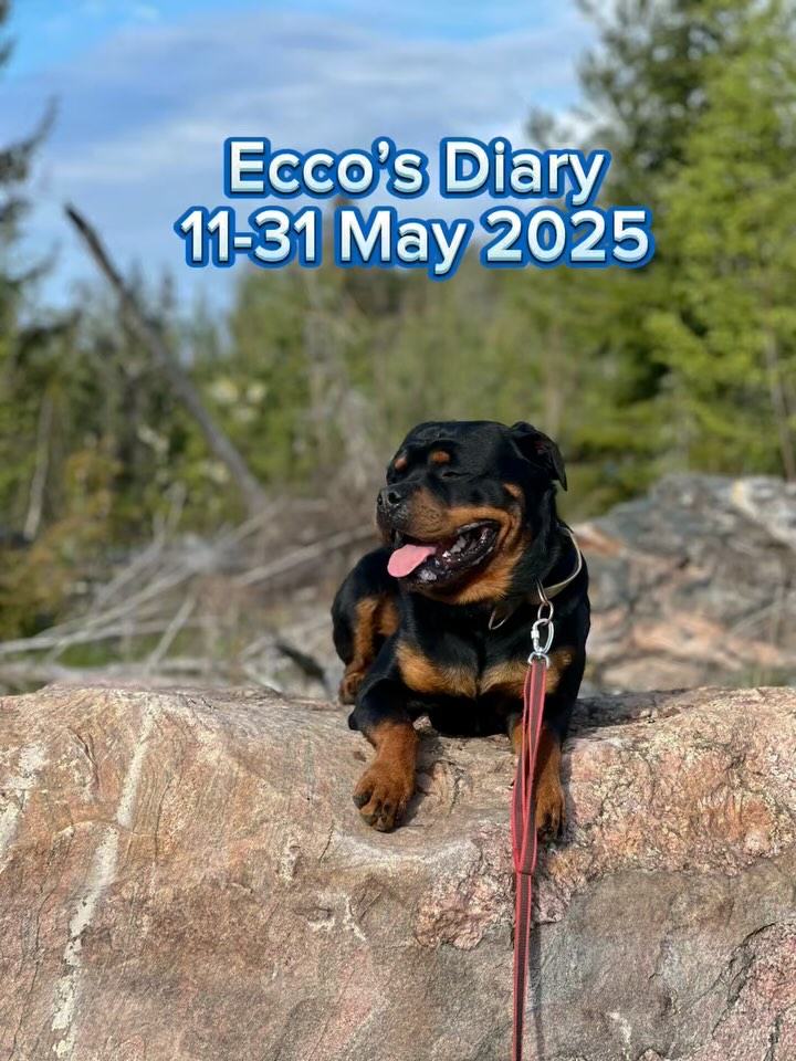 Ecco’s Diary🌟 When everything happens at once, a look back at 11-31 May
May has been like a smorgasbord for a dog like me, full of contrasts.
Sun and rain, play and rest, forest and city, laughter, a little scare at the end… and watermelon 🍉
We’ve had:
– Forest walks with focus on sniffing and everyday obedience
– City walks with contact training in busy environments
– Training both outdoors and indoors – from obedience to MVP stuff
– Calmness training in different settings
– Lots of play, rest, and cuddles
But then, during a totally normal play session, something happened. I yelped – and then just kept going like nothing was wrong. No limping, but I was stiff when getting up. Mum called the vet right away. The verdict? Rest. Short potty walks for three days, and if I improved, we could slowly ease back into short walks.
And you know what? Total rest is hard when your brain is buzzing, so instead of long walks, mum gave me brain games:
🧠 I got to place rings on a stick – harder than it looks.
🧩 And a new puzzle where I have to slide tiles in the correct order to get to the treats.
It takes real focus – and patience isn’t my strongest trait. If I try to cheat and use my teeth… well, then the game disappears. And I definitely don’t want that.
💡 Tips from me (and mum):
🔁 Variety is golden. Walks in different environments provide both physical and mental stimulation.
🧘 Rest is also training. Letting an energetic dog stay calm can be a challenge – solve it with brain work.
🎯 Tough games? Start easy. Mum helps me in the beginning so I don’t give up. It builds patience.
👂 Watch for small signals. I didn’t limp, but mum noticed my stiffness. Tiny signs can mean a lot.
I’m feeling better now, but the long walks will have to wait a bit longer. We’re taking it slow. In the meantime, we’re focusing on little details, relaxing, and planning fun things ahead.
👉 Do you have a favorite game you use when your dog needs to take it easy?
#dogtraining #diglife #canineenrichment #doggames #rottweillersofinstagram #rottweiler #rottielove