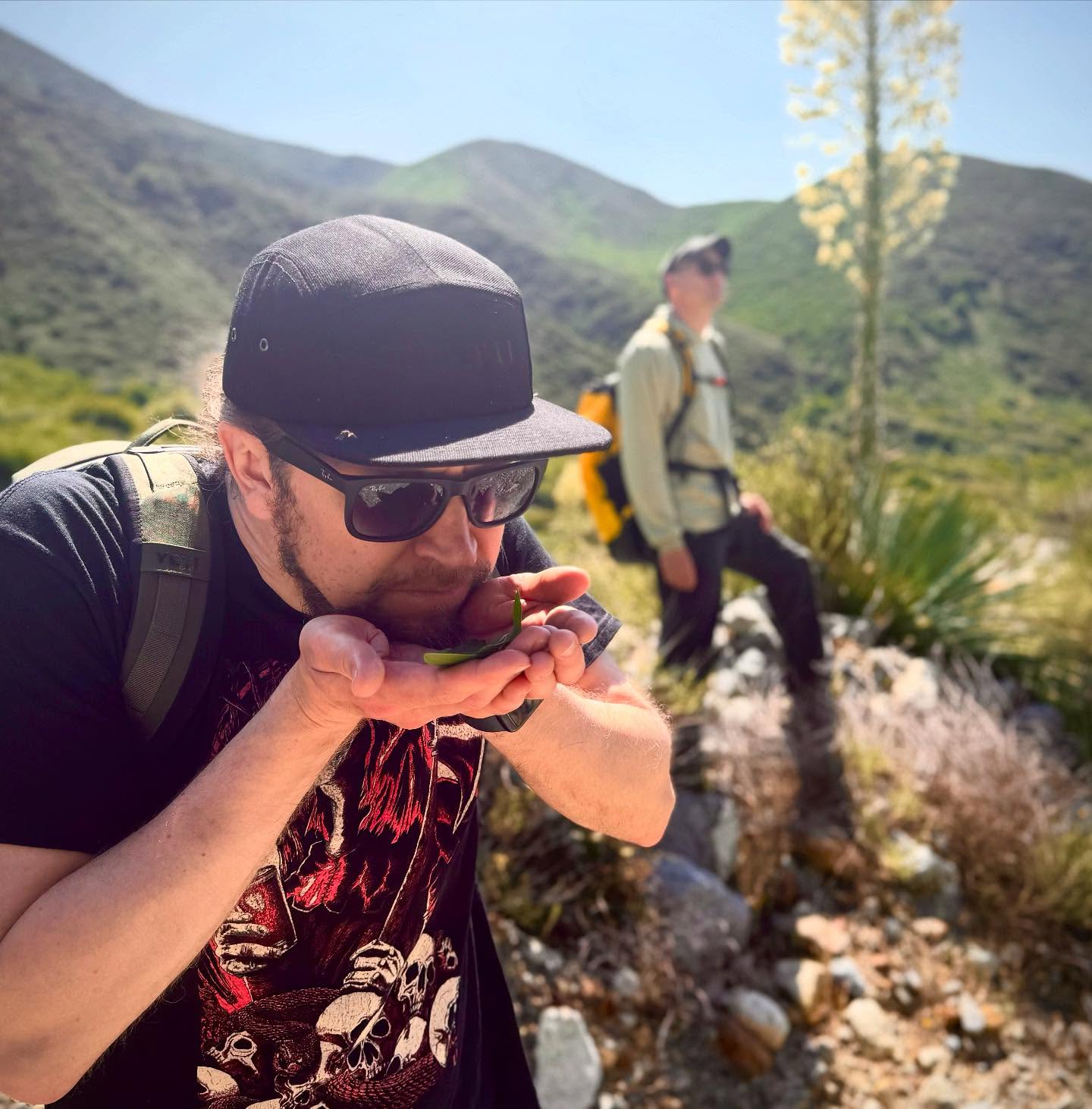 Coyotes, and serpents, and chickens…oh my! 🇺🇸
Today we’re back in Southern California, foraging for botanicals for a special wild ale collab with our friends at @sourcellars ! We’ve been hiking through the mountains, field-handing in backyards, and encountering all sorts of wild beasts along the way!*
This crazy concoction features a brilliant Zinfandel barrel-aged wild ale base blended with an in-your-face bouquet of Thai lime leaves and peel, fennel, California laurel bay leaves, and Cuban oregano, all of which were freshly harvested today by our combined brewery teams! Expect this wicked wild to have an exceptionally herbal, almost absinthe-like flavor profile, with soft aromas of citrus oil, licorice, and tropical spices.
This has been an absolutely incredible trip and we would like to extend a huge thank-you to Chintya and Bryan for being exceptionally gracious hosts! Amazing people making amazing beers, wines, and meads! Stay tuned for their visit to our brewery soon! We have a special Sour Cellars tasting event at the Tuju Taproom on Wednesday, 11.06, at 18:00! Don’t miss it!
*No chickens were harmed during the making of this beer, but the sales rep may not be able to feel his feet…
——-
Kojootteja, käärmeitä ja kanoja… herra siunaa! 🇫🇮
Tänään olemmekin Etelä-Kalifornian vuoristoissa etsimässä raaka-aineita yhteistä villioluttamme varten ystäviemme @sourcellars kanssa! Päivän ohjelma on sisältänyt hikistä vaellusta vuorilla, raaka-aineiden etsimistä takapihalta ja erilaisia kohtaamisia villieläinten kanssa.
Päivän tynnyriblendauksemme sisältää Zinfandel-tynnyrikypsytetyn oluen, johon on sekoitettu itsekerättyjä thaimaalaisia limen lehtiä, fenkolia, kalifornialaisia laakerinlehtiä ja kuubalaista oreganoa. Lopputulos tulee sisältämään yrttistä ja absinttimaista makuprofiilia, jossa on pehmeä sitrusöljy, lakritsi ja trooppisten mausteiden paletti hellii makuhermoja.
Uskomaton päivä ollut täällä Rancho Cucamongassa ja suuri kiitos Chintyalle ja Bryanille poikkeuksellisen ystävällisestä isännöinnistä!
