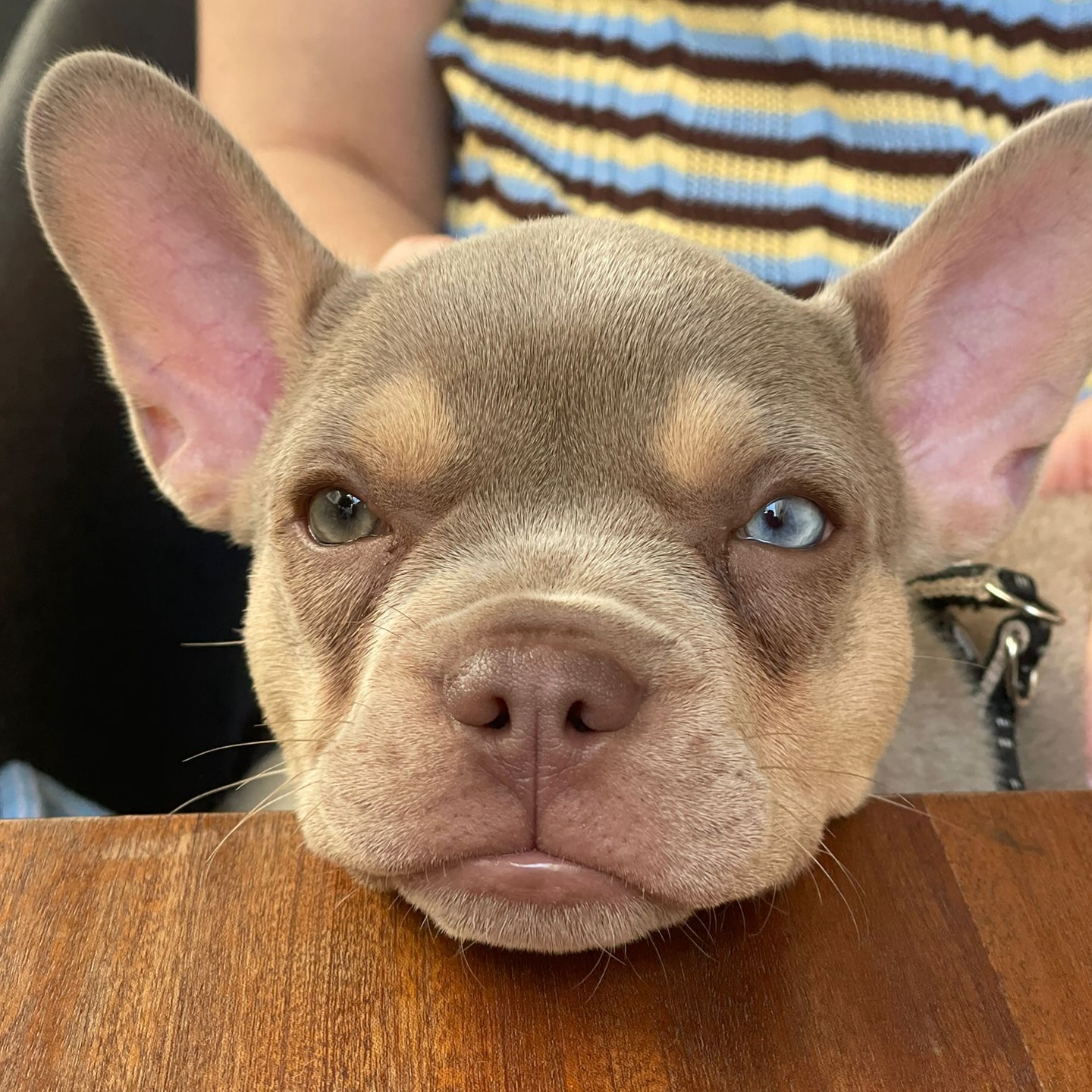 Lotus 🪷😍
Bezaubernder #Nachzuchtrüde in Isabella Tan 🥰
Einfach so knuffig 🥹
#AlphaBully #sportlichebulldogge #französischebulldoggen #bulldoggswithnoses #bullymitnase #healthyfrenchie #frenchiesofinstagram #sportlichefrenchies #nasenbär #retrofrenchie #französischebulldogge #französischebulldoggedeutschland #französischebulldoggeschweiz #bullysmitnase #frenchiebreeder #bulldoggezüchter