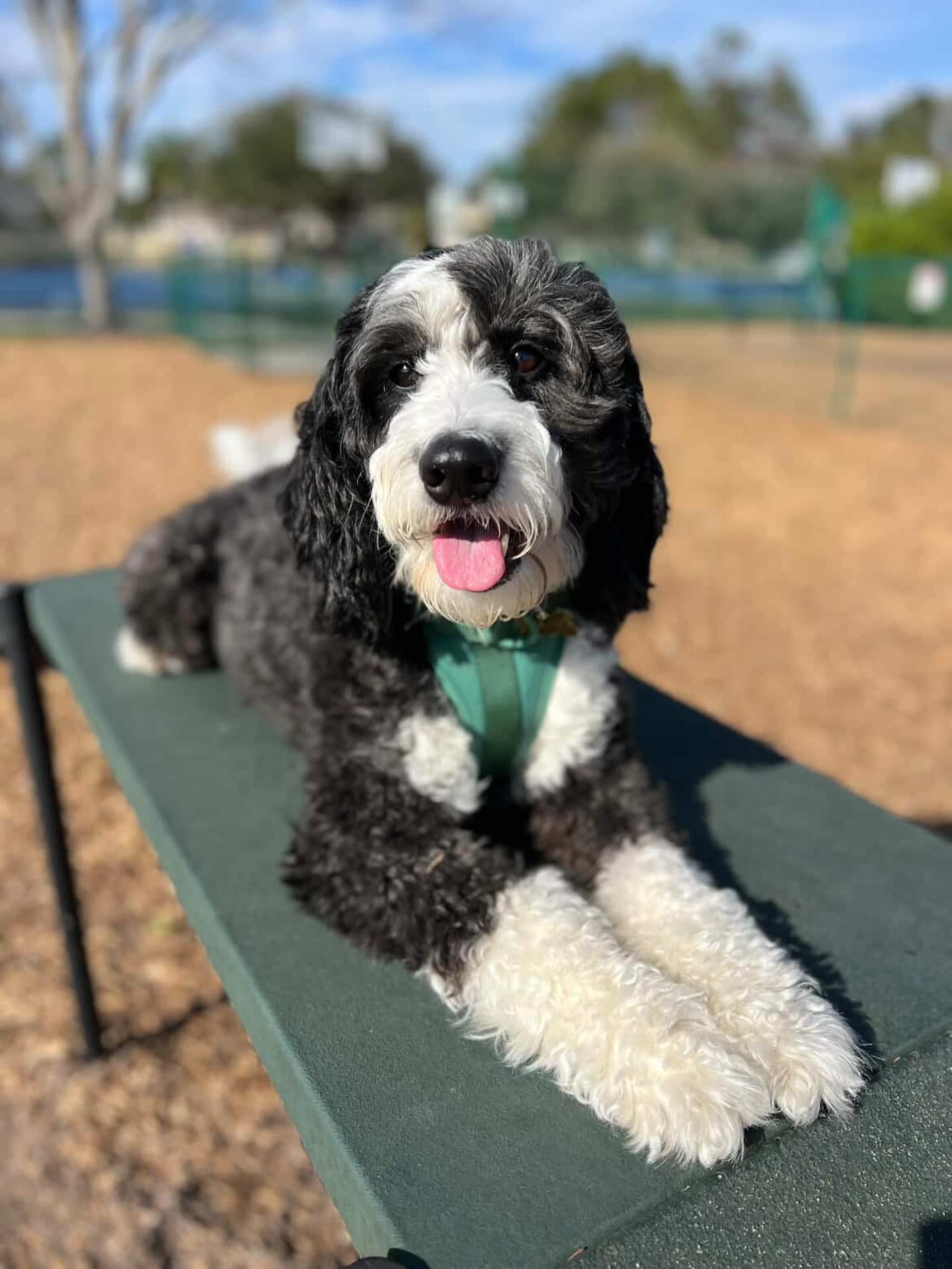 One of our golden mountain doodle puppies. Westley just an adorable as he can be! Westley is already 4 years old but still living his best life! #mountaindoodlepup #goldmountaindoodles
