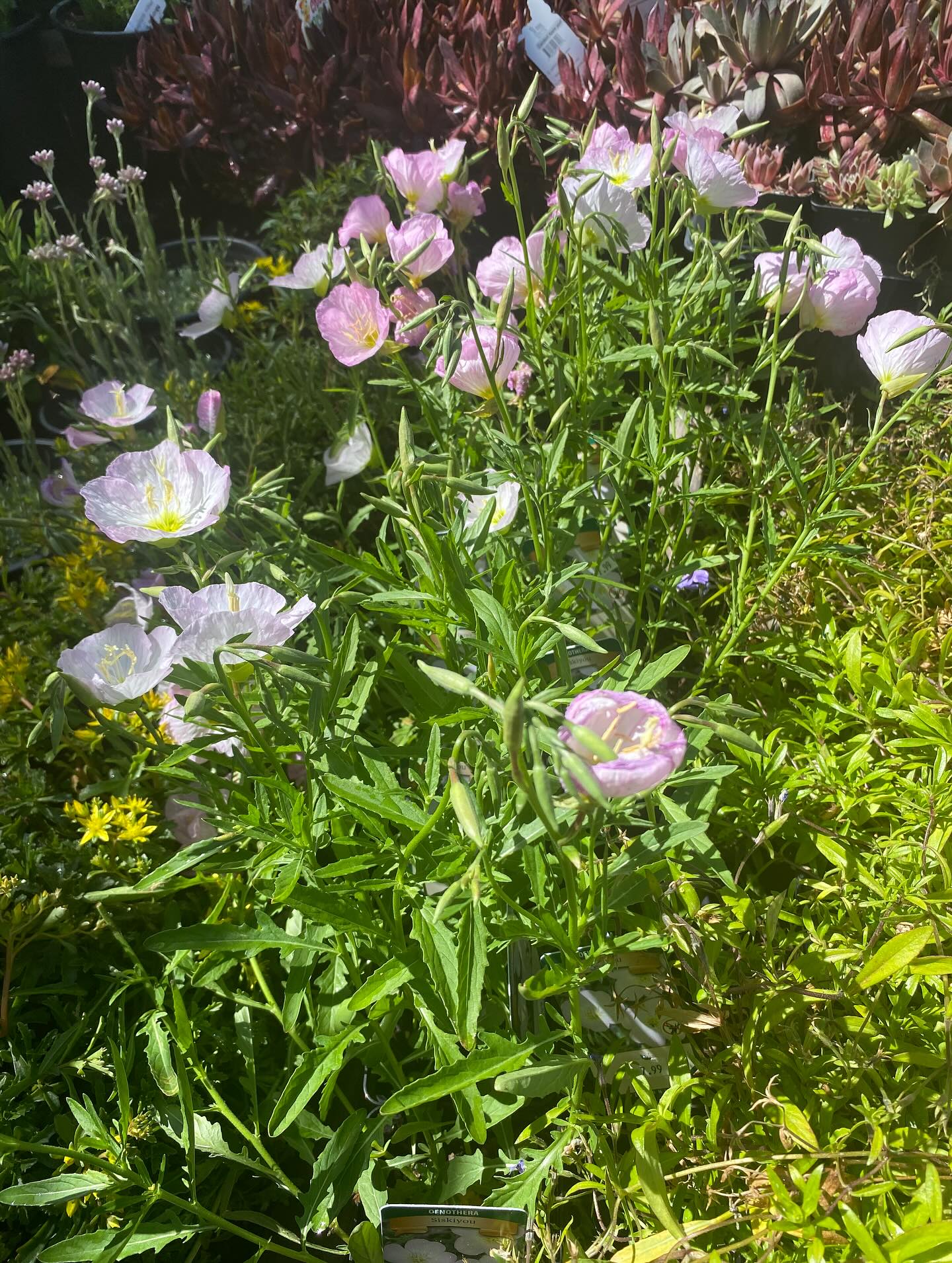 New perennial order! Lots of 1 gallon sizes make hole digging easier! Hollyhock, salvia, dianthus, Shasta daisies, bee balm, and more! Come check us out.
Open: 9am-4pm // Thursday-Monday