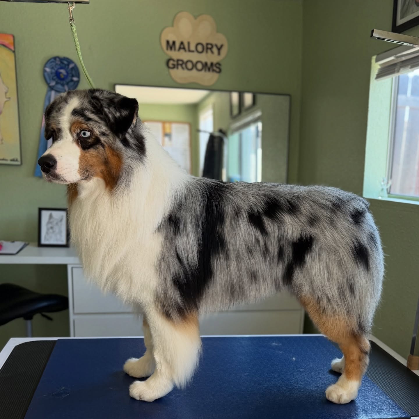 🫧✨ One-on-one grooming, zero stress. Just the way your dog deserves. 🐾
At Malory Grooms, we specialize in making your pup look and feel their best — with a gentle, fear-free approach tailored to their unique coat and temperament. From hand stripping terriers to deep de-shedding double coats (hello, Aussies and Picards 🐕🦺), your dog is in expert hands.
📍 Claremont, San Diego
💈 By appointment only
🐶 Upscale. Calm. Compassionate.
➡️ DM to book or visit MaloryGrooms.com
#FearFreeGrooming #SanDiegoDogs #DoubleCoatedDogs #HandStripping #AussieGrooming #PicardLove #MaloryGrooms