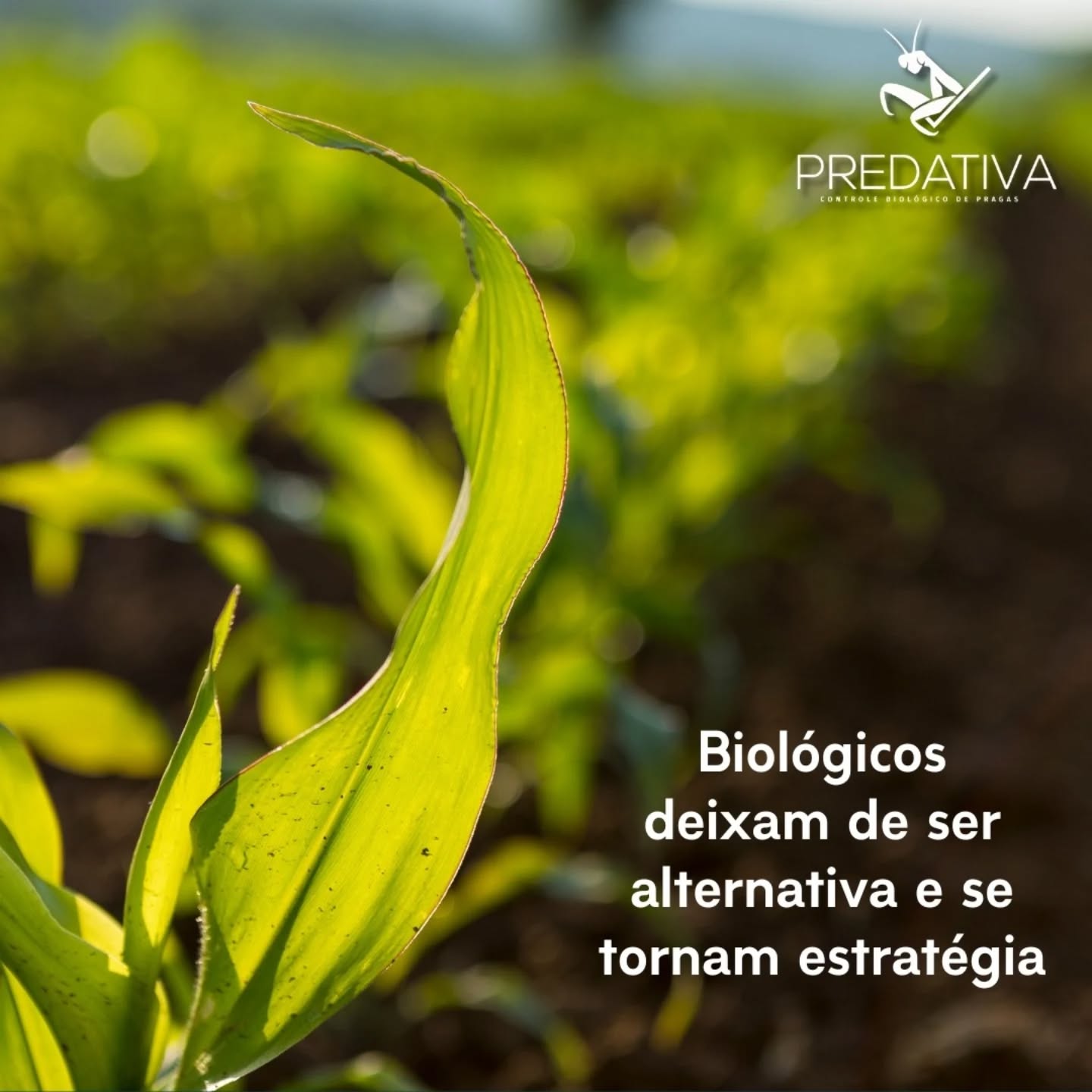 A #predativa também já deu esse passo! A empresa desenvolveu biounidades on farm para produção de agentes macrobiológicos com foco no controle de diversas pragas em diferentes cultivos.
Uma opção sustentável e econômica para o produtor rural!
A tecnologia inovadora da Predativa segue todas as determinações legais a respeito da segurança alimentar, e garante qualidade do começo ao fim do processo produtivo.
Quer saber mais? Visite nosso site no link da bio.
Fonte: Agrolink
#macrobiologicos #bioinsumos #sustentabilidade #agroecologia #predativa #produçaoonfarm