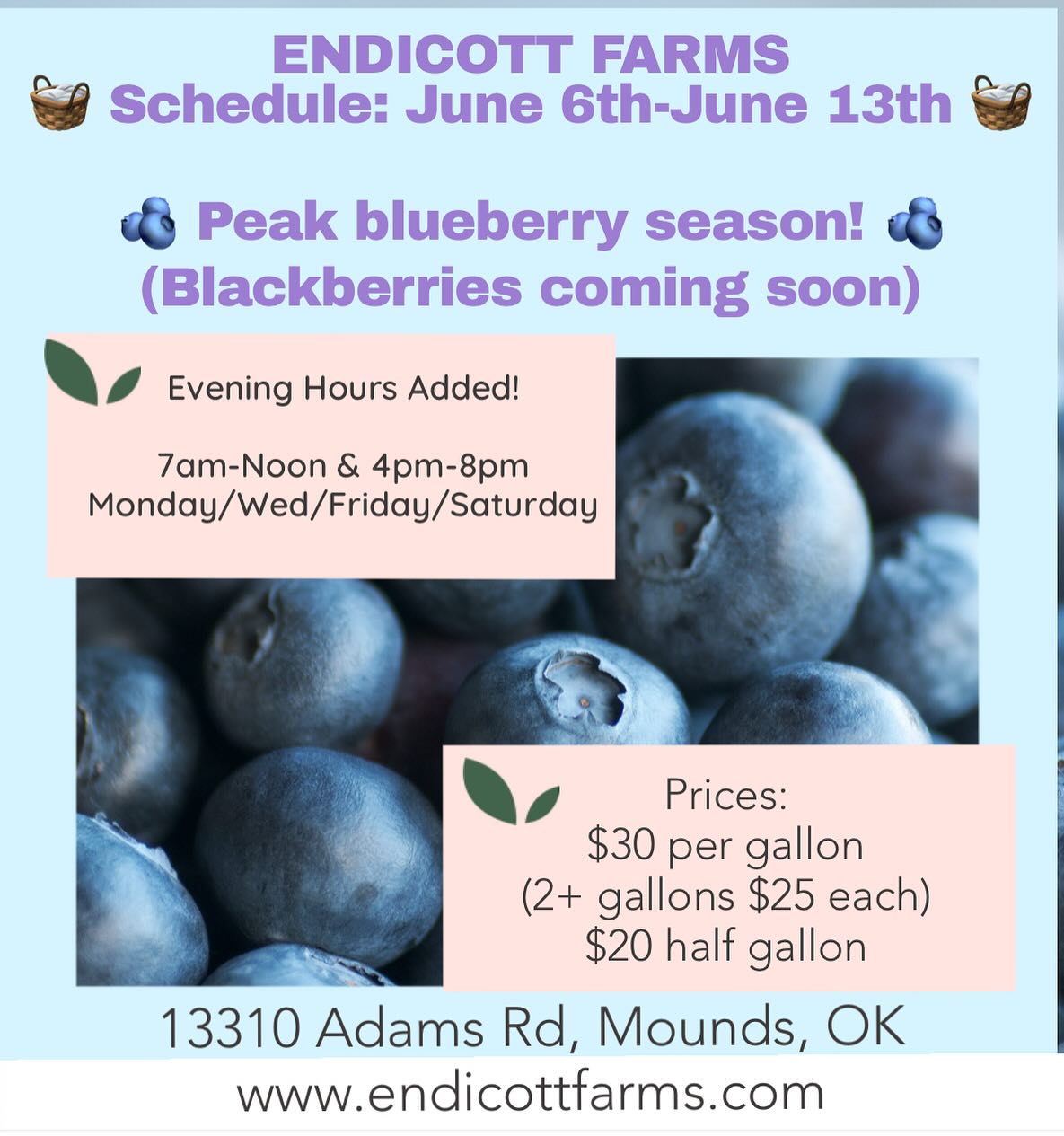 Never a dull moment! Just when we think it will be a “perfect” season…the rain forecast throws us a curveball!
We added additional evening hours during the next few days and week to get the beautiful ripe blueberries picked!
Grab your rain boots or farm shoes and head out to see us!