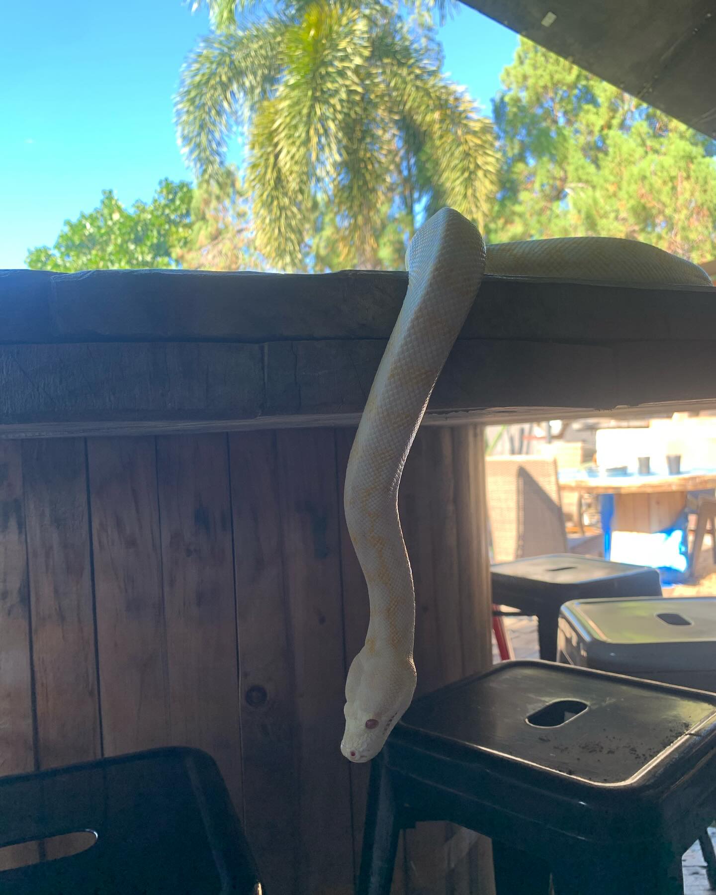 Reptiles of the hostel 😍😍😍