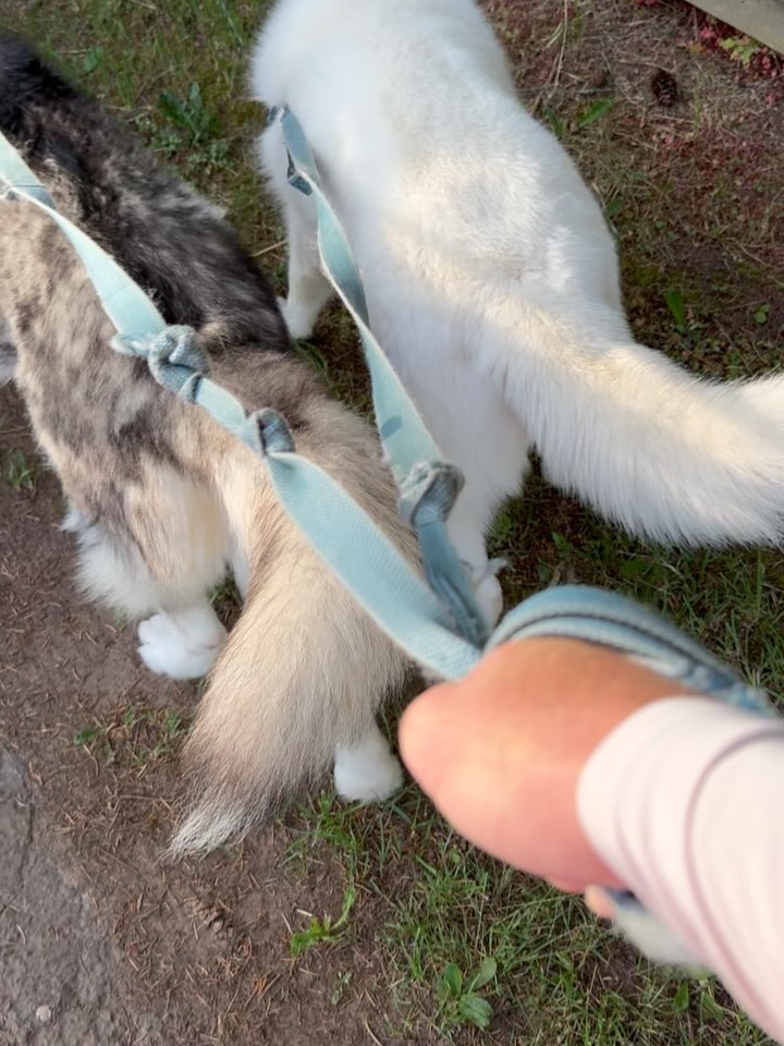 And away they go! Teddy and Freddy (the Fiestas, not the dogs!) are on the road again! #sothernohioforestrally here we come!
Special thanks to Kathryn Hansen and Steve Perret for the transport!
#teamtabor
#primitiveracing
#tracksidemotorsports
#taboraccountinggroup