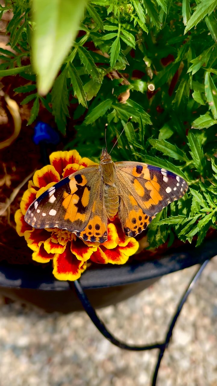 🎓🦋 A very special Painted Lady eclosed today!
(This means she emerged from her chrysalis — the final step before becoming a butterfly!)
She’ll be part of the magical release at our daughter’s TK graduation — a celebration of growth, transformation, and new beginnings. 💛
From caterpillar to chrysalis to wings, she’s ready to fly just in time for this milestone moment.
#PaintedLady #ButterflyRelease #TKGraduation #Blackborg #ButterflyMagic #LifeCycleInRealTime #FromChrysalisToSky #GraduationMoments#butterflysanctuary #pollinatorgarden #butterflykits #naturelovers #butterflyrelease #butterflyfacts #butterflylifecycle #paintedladybutterfly #NatureInTheClassroom #ButterflyTransformation