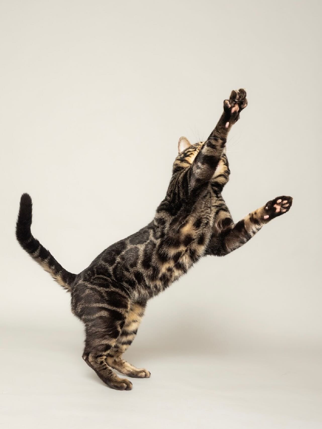 Happy Friday 🎉
•
•
•
#bengal #bengalcat #bengalkitten #bengalcatsofinstagram #bengalkittensofinstagram #bengalcatclub #bengallove #bengalbreeder #tica #charcoalbengal #kingbagheera #bright #ontario #canada