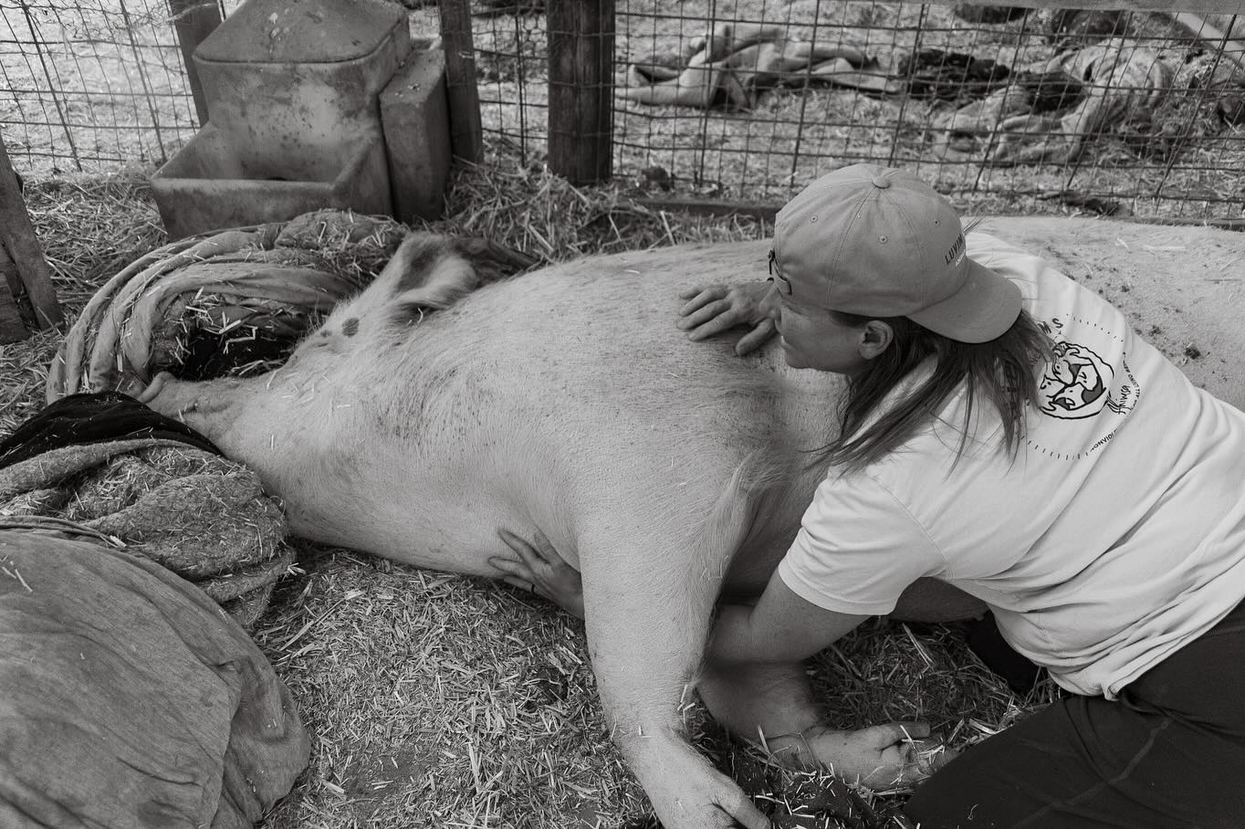 Moments of kindness and light @luvinarms Animal Sanctuary.
✨💛✨
To see the friendship between @dancerlanette and Lizzie is to understand why animal activists do what they do.
#ahimsa #farmsanctuary