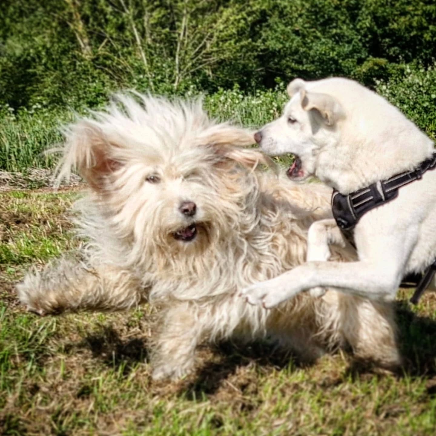 Never a dull moment with my Balkan buddies 🥳