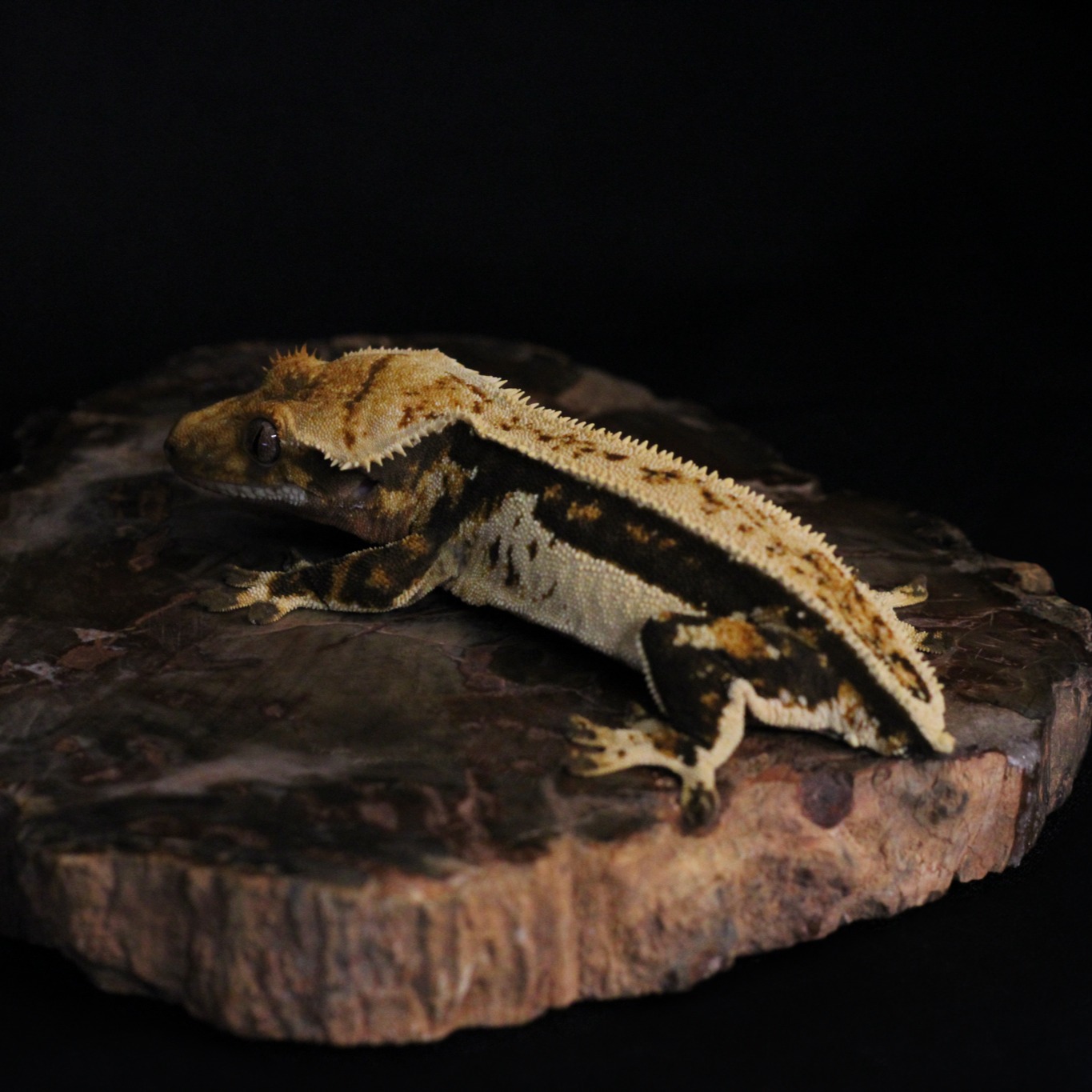 effortless and elegante 🔥🔥🔥
#crestedgecko #crestedgeckos #gecko #geckos #reptile #reptiles #geckophotography #reptilephotography #reptilelove #geckolove