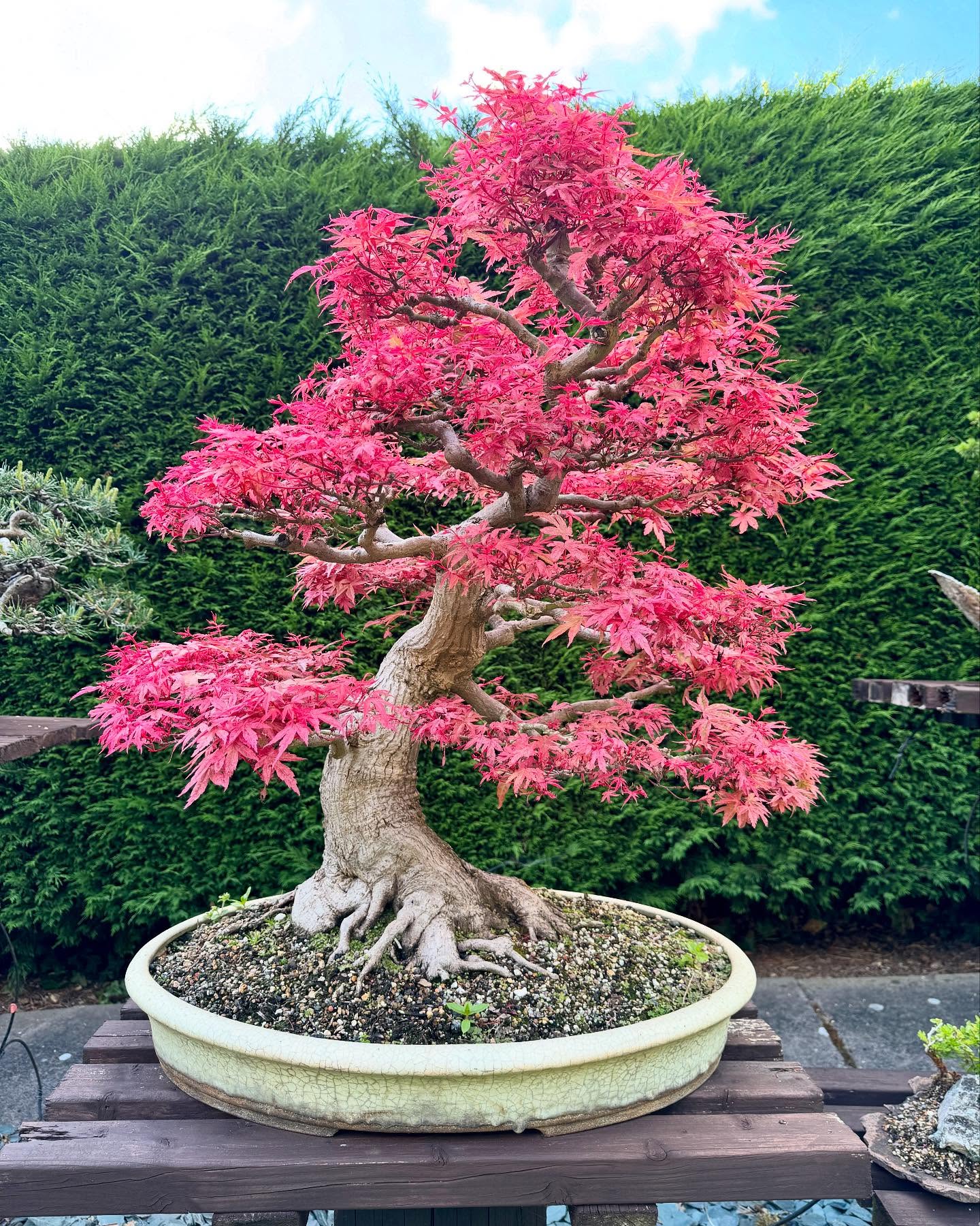 Seigen Maple in late spring. @southstaffsbonsai #seigenmaplebonsai #bonsai #maple #spring