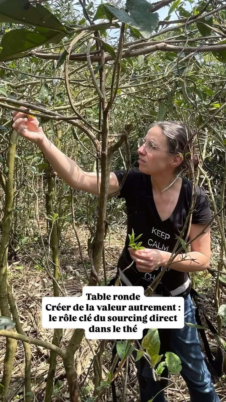 🍃 Table ronde – Créer de la valeur autrement : le rôle clé du sourcing direct dans le thé
Le monde du thé est en pleine transformation. Entre engouement croissant, marketing globalisé et storytelling souvent déconnecté du terrain, il devient essentiel de revenir à l’origine — aux terres, aux producteurs, aux gestes.
Le sourcing direct s’impose aujourd’hui comme un levier pour recréer du sens, de la valeur et du lien.
Trois voix engagées viendront partager leurs parcours :
🌱 Célia Gerthoffert (Retour des Montagnes Jaunes) – Une relation sensible avec les producteurs chinois, fondée sur l’écoute et la transmission.
🌿 Julien Monnet (Kancha Tea) – Un sourcing engagé entre Taïwan et Himalaya, au service des terroirs et de la biodiversité.
🌍 Léo Dugué (Palais des Thés) – La transformation d’une grande maison vers un sourcing d’excellence, éthique et traçable.
Une discussion passionnante pour interroger les pratiques, déconstruire les discours, et mieux comprendre comment créer de la valeur autrement – en lien direct avec les origines, les humains et les sols.
Table ronde en Français
📍 Dimanche 15 juin | 12h30
🏛 Maison Internationale, Paris
🎟️ Entrée libre avec votre billet pour le festival
🗓️ Programme complet sur www.paristeafestival.com
#paristeafestival #teasourcing #ptfouiouioui🔥 #retourdesmontagnesjaunes #kanchatea #palaisdesthés
