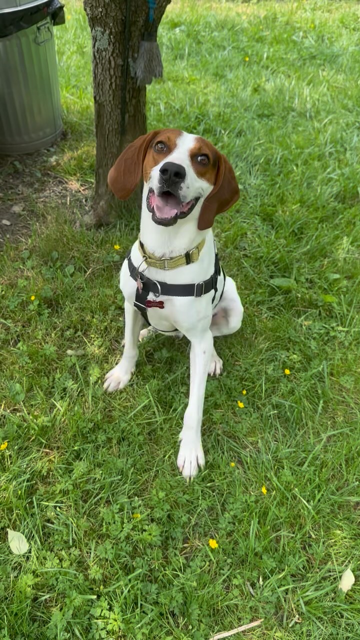 While Foster Everett (Ev, Evy) is enjoying his extended stay with us at 3B’s, our Bubbles is slowly falling in love. Help save her from a broken heart🥹😅😍 Let’s share this cutie so we can find him the perfect home sooner than later💖💖💖