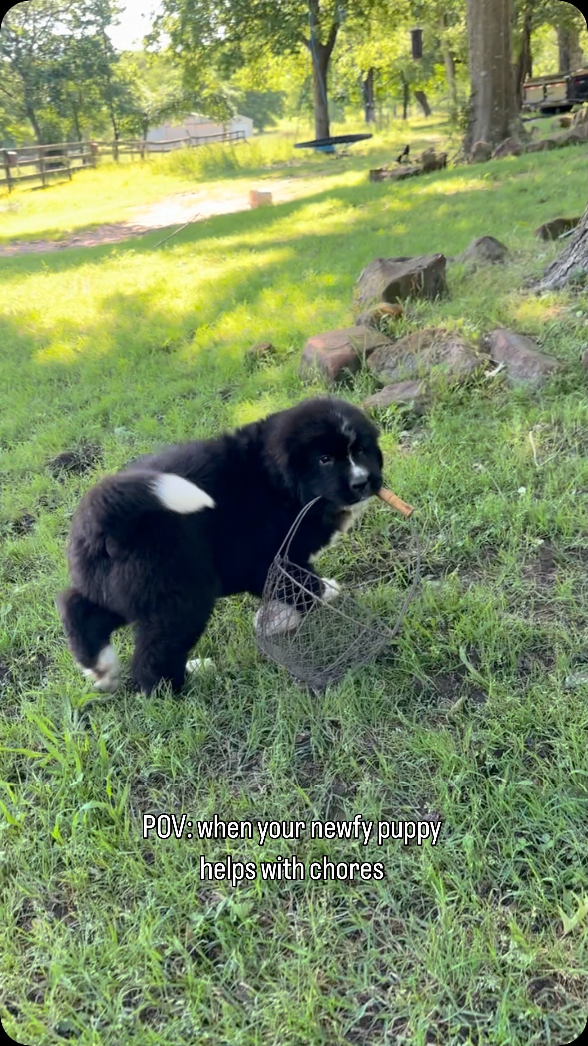 Would you hire her to help?
#newfoundland #dog #puppy #11weeks #dogsofinstagram