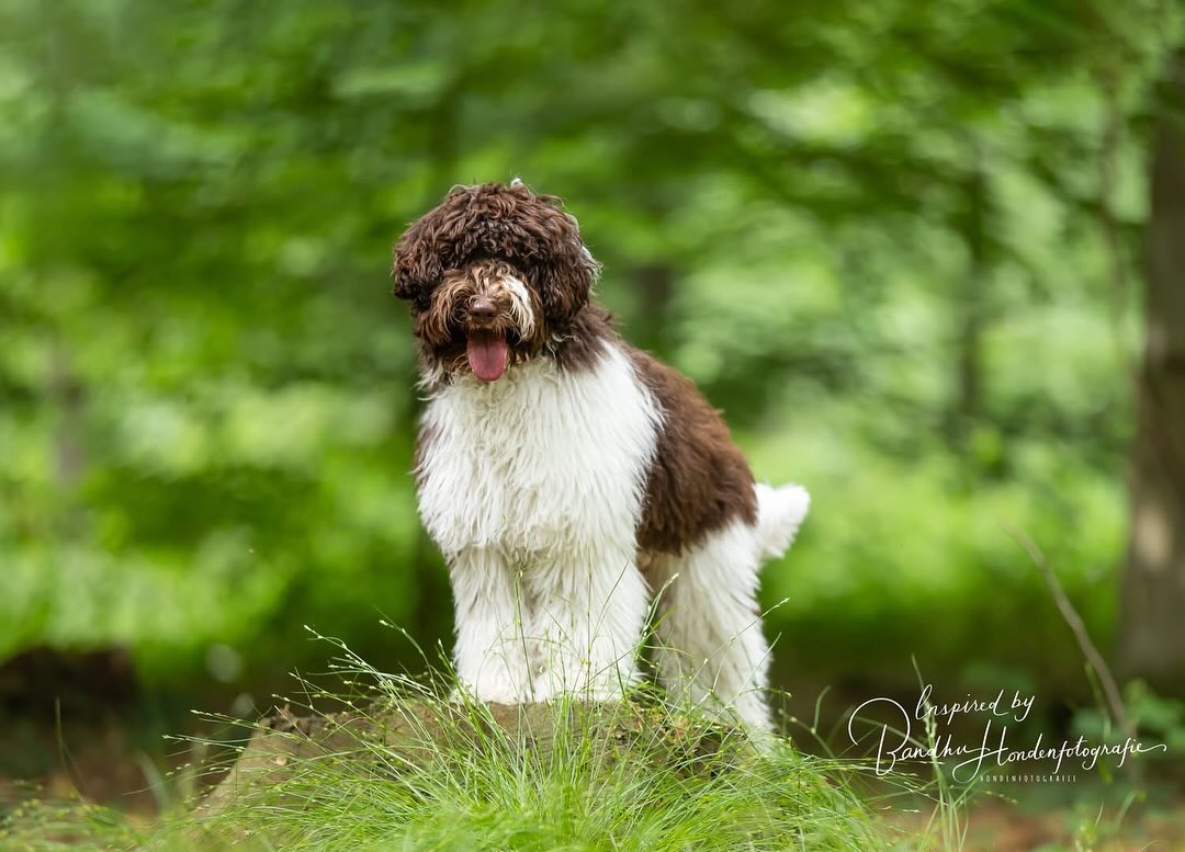 Een puppy!!!
Je kijkt er al weken naar uit. Jullie krijgen een puppy!! Zo lief, zo schattig en zo teer en klein. Maar ook weer zo een grote onstuimige puber. Beiden zijn heel fotogeniek natuurlijk, zo had ik vanmiddag de 17 weken oude Kiran (kruising Zwitserse witte herder en Aussie) voor de camera en vanochtend Beer, een half jaar oude Labradoodle.. Beiden prachtig vinden jullie niet
Want het leven van een puppy is heel bijzonder en gaat razendsnel voorbij. Daarom een tip: laat je puppy in deze unieke leeftijd prachtig op de foto zetten door een professionele hondenfotograaf en zorg vanaf het begin voor mooie, waardevolle en dierbare herinneringen. Deze mooie leeftijd is zo weer voorbij en kun je (helaas) nooit meer overdoen... Een puppyshoot blijft altijd een uniek en mooi aandenken, vol superleuke herinneringen aan die leuke puppytijd. Want voor je het weet zijn ze groot!
Boek dus nu gelijk een puppy fotoshoot..
Dus wil je eindelijk die prachtige foto’s van en met jouw hond laten maken, neem dan zeker snel contact op, want ook in mijn agenda is maar beperkt qua tijd. De shoot kan in de vrije natuur, bij mij in de studio, of vaak ook gewoon bij jou thuis, dus ook voor baasjes met een kat, wellicht een hele goede optie.
Meer weten of gelijk reserveren? Stuur een pb’tje of e-mail naar info@jouwhondopdefoto.nl
Ken je iemand met een puppy of puberhond en de natuurlijk een oudere senior hond die je hier op wil attenderen, delen en taggen mag altijd natuurlijk ❤) en kijk eens bij de foto’s op www.jouwhondopdefoto.nl om inspiratie op te doen.