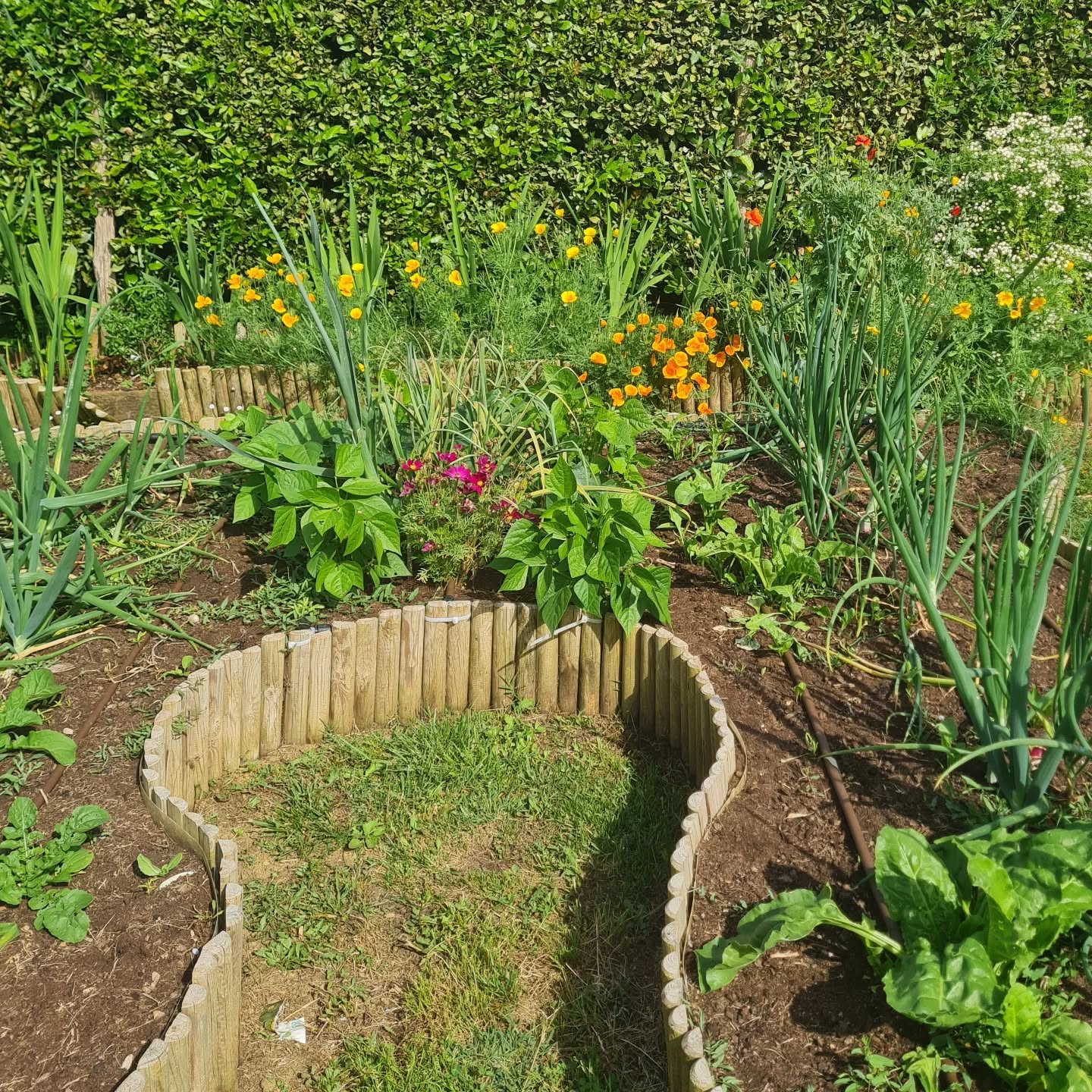 Greens and flowers happily sharing space in the vegetable garden 🥒🍅🫛🌻⚘️🌹
#vegetablegarden #myhappyplace #growwhatyoueat #permaculture #green #greencorner