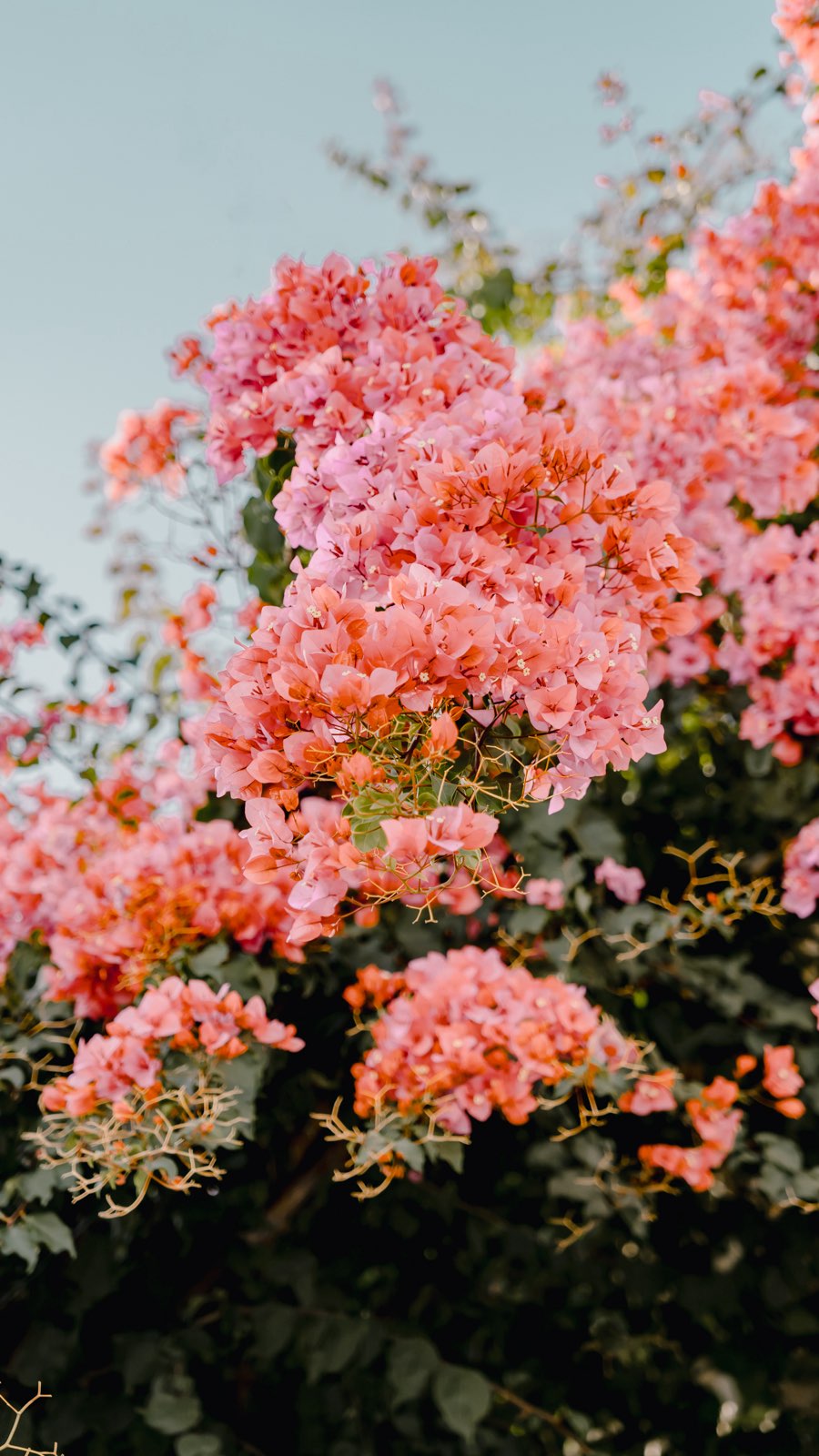 EXCITED NEWS ๐
Een idee dat al langer in mijn hoofd zat wordt eindelijk werkelijkheid. Vandaag kreeg ik de sleutel van mijn eigen studio in hartje Gulpen
Ik kan niet wachten om hier een plek te creรซren waar ik, maar ook anderen, toffe dingen kunnen gaan doen. Een plek waar creativiteit geuit kan worden, waar samengewerkt kan worden en waar misschien wel nieuwe ontmoetingen staan te wachten.
De komende tijd zal ik jullie meenemen in het proces van lege ruimte naar creatieve werkplek!
Veel liefs!
.
.
.
#daglichtstudio #daglichtfotograaf #fotostudio #creatievewerkplek #gulpen #zuidlimburg #limburg #studio #nieuwestudio