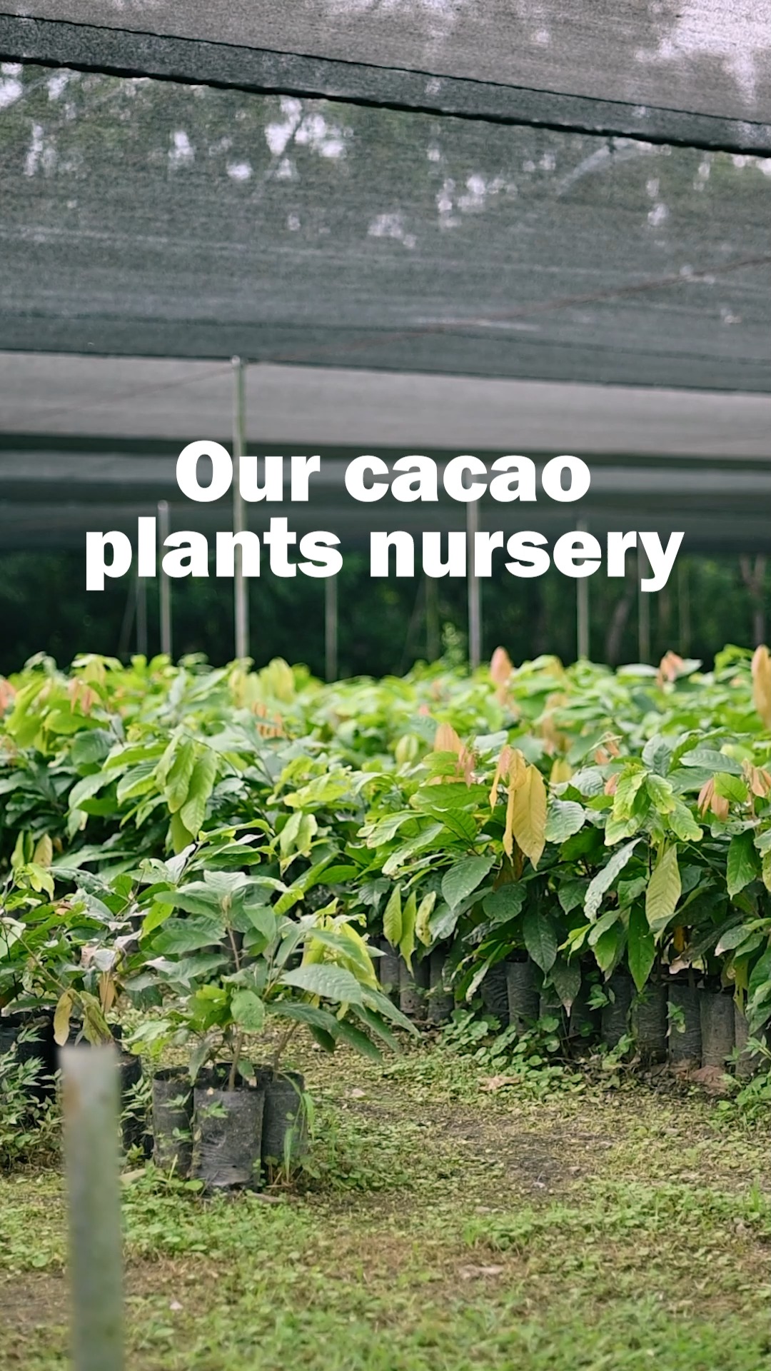 It all begins here, in our cacao nursery. It's not just a place, it's a promise:
quality, sustainability, and deep respect for the land. 🌱
A hidden place in nature where we grow more than just plants, we grow purpose.
Every seed is planted with patience, every tree nurtured with care. 👐
This isn't just cacao; it's the beginning of a story that blends tradition and modern techniques to create chocolate that's strong, resilient, and full of soul. 📖🍫