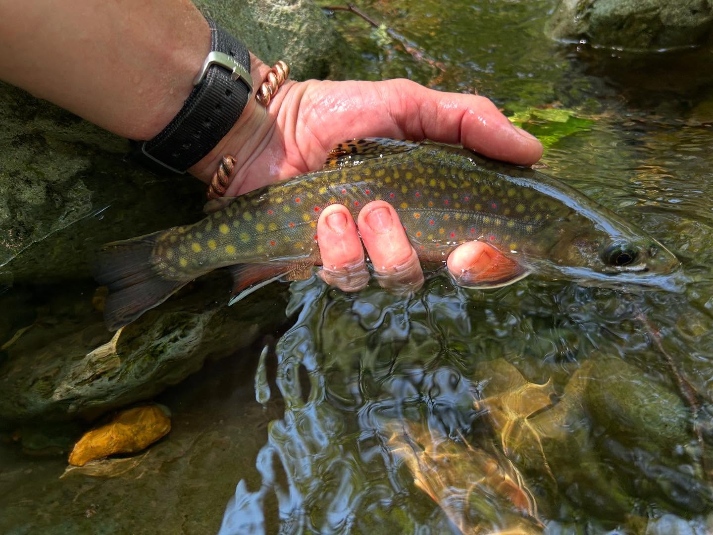 Everything is fishing great right now. #getoutside #vaflyfishing #trout #brooktrout #native #wildisbetter #shenandoahvalleyflyfishing