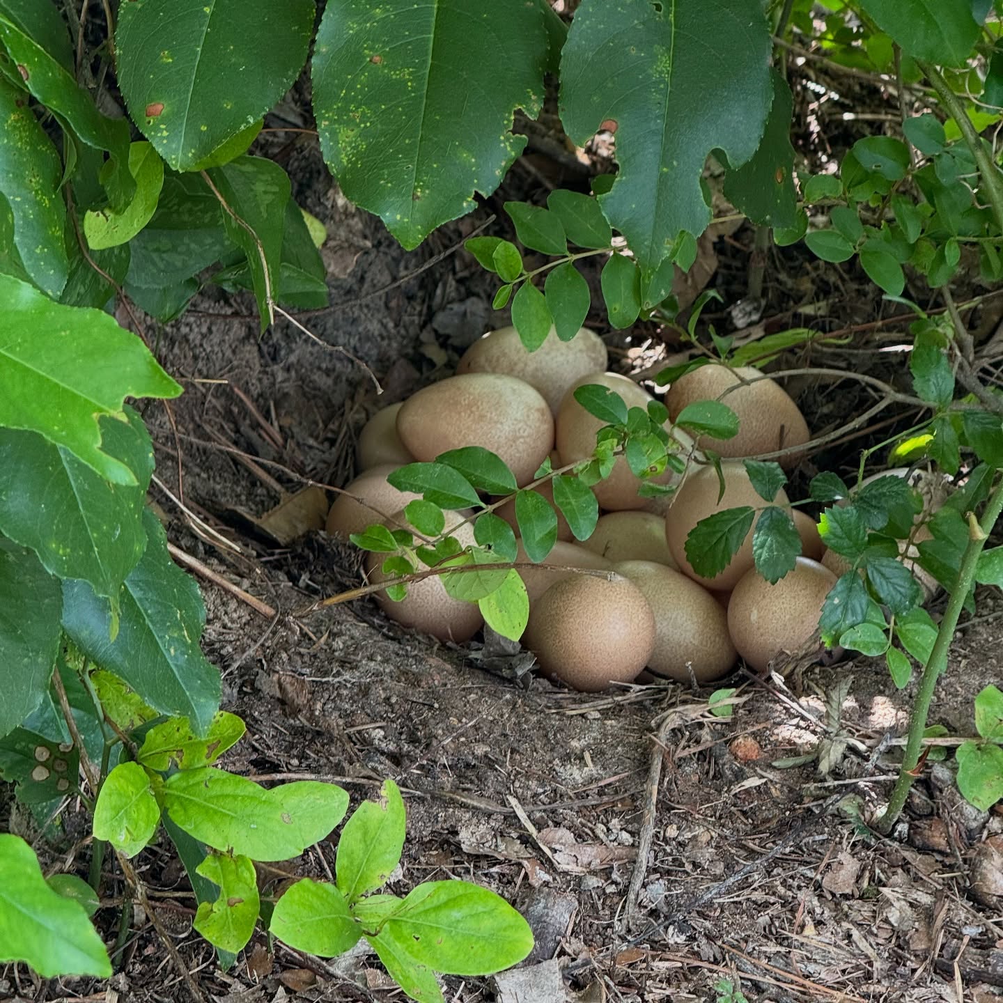 Found another guinea nest yesterday. About 50 feet away from the massive nest that another guinea is already broody on. I have 30 eggs in the incubator from the nest I found a few weeks ago that should hatch next week. And I already rehomed a dozen keets from the nest before that one. 😬😳 I think the guineas are trying to take over the farm!!! Anyone need guineas for their farm???? I think I’ll have a hundred or so that will need homes at this point! Seriously… I’ll make you a great deal!