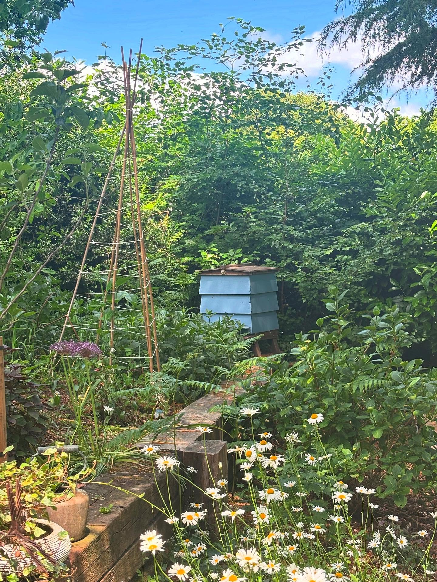 Just sitting down for a nice cup of tea in the garden, when we realised we could hear a rather louder than normal buzz in the air! 🐝🐝🐝
The bait trap that Ian had set up and is only a few metres away from our patio was attracting a lot of attention!
A bait trap is a box or hive a beekeeper sets up to try and lure any swarms in the area to come and investigate.
We’ll check later tonight but hopefully this is a swarm we can rehome safely.
On another note, thank you to everyone who came to our first Bee Experience Day yesterday. We had a great time; lovely participants who were thoroughly engaged and enthusiastic, meaning that we finished an hour late! Oops! But very worthwhile and certainly a day well spent.