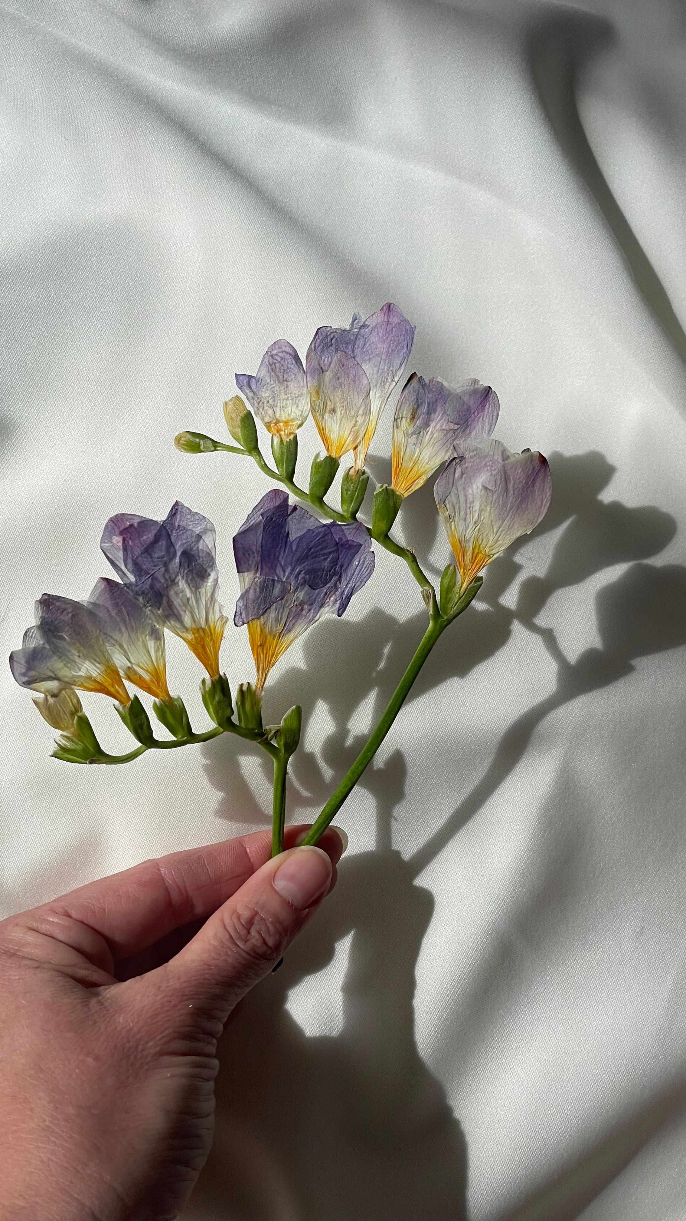 Hey friends, it’s been a little quiet over here lately — I’ve been taking a bit of a social media breather while things have been busy behind the scenes. 🌸
So many beautiful bouquets have come through this past month, and I’ve been deep in the magic of preserving them all.
Here’s a peek at what’s been keeping me busy — thank you for your for trusting me with your special blooms 💕 More to come soon!
#floralpreservation #bridalbouquets #weddingseason #pressedflowerart #saveyourbouquet #richmond #virginia #floral #preservation #rvaengaged #rvasmallbusiness