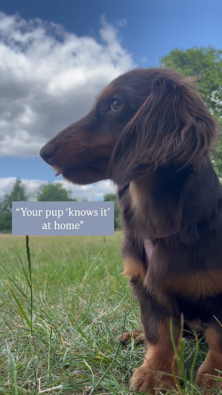 🧐 Does your pup “forget everything” the moment you leave the house?
Here’s why… 👇
Hazel has learned how to give paw 🐾—but true training success means she can do it anywhere.
We’re reinforcing her behavior with real-life distractions like dogs, squirrels, smells, you name it!
🎯 Training is about reliability, responding no matter what’s going on around✨
If you’re a busy puppy parent who wants your pup to listen even in chaos… I’ve got you. 🐶💛
📩 DM me for a free call puppy plan.
#PuppyTraining #SmartDogTraining #LondonDogTrainer #DogBehaviourSpecialist #CityDogLife
#NewPuppyParents #BusyDogMum #PuppyDevelopment #DistractionTraining #DogTrainingTips