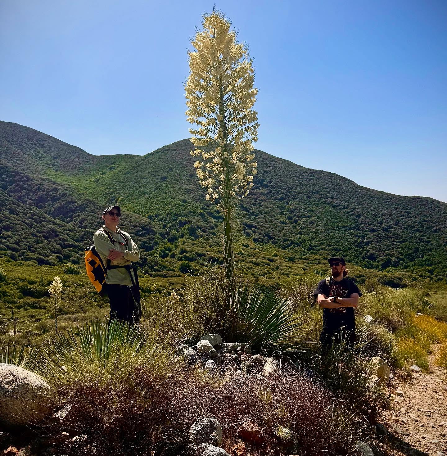 Coyotes, and serpents, and chickens…oh my! 🇺🇸
Today we’re back in Southern California, foraging for botanicals for a special wild ale collab with our friends at @sourcellars ! We’ve been hiking through the mountains, field-handing in backyards, and encountering all sorts of wild beasts along the way!*
This crazy concoction features a brilliant Zinfandel barrel-aged wild ale base blended with an in-your-face bouquet of Thai lime leaves and peel, fennel, California laurel bay leaves, and Cuban oregano, all of which were freshly harvested today by our combined brewery teams! Expect this wicked wild to have an exceptionally herbal, almost absinthe-like flavor profile, with soft aromas of citrus oil, licorice, and tropical spices.
This has been an absolutely incredible trip and we would like to extend a huge thank-you to Chintya and Bryan for being exceptionally gracious hosts! Amazing people making amazing beers, wines, and meads! Stay tuned for their visit to our brewery soon! We have a special Sour Cellars tasting event at the Tuju Taproom on Wednesday, 11.06, at 18:00! Don’t miss it!
*No chickens were harmed during the making of this beer, but the sales rep may not be able to feel his feet…
——-
Kojootteja, käärmeitä ja kanoja… herra siunaa! 🇫🇮
Tänään olemmekin Etelä-Kalifornian vuoristoissa etsimässä raaka-aineita yhteistä villioluttamme varten ystäviemme @sourcellars kanssa! Päivän ohjelma on sisältänyt hikistä vaellusta vuorilla, raaka-aineiden etsimistä takapihalta ja erilaisia kohtaamisia villieläinten kanssa.
Päivän tynnyriblendauksemme sisältää Zinfandel-tynnyrikypsytetyn oluen, johon on sekoitettu itsekerättyjä thaimaalaisia limen lehtiä, fenkolia, kalifornialaisia laakerinlehtiä ja kuubalaista oreganoa. Lopputulos tulee sisältämään yrttistä ja absinttimaista makuprofiilia, jossa on pehmeä sitrusöljy, lakritsi ja trooppisten mausteiden paletti hellii makuhermoja.
Uskomaton päivä ollut täällä Rancho Cucamongassa ja suuri kiitos Chintyalle ja Bryanille poikkeuksellisen ystävällisestä isännöinnistä!