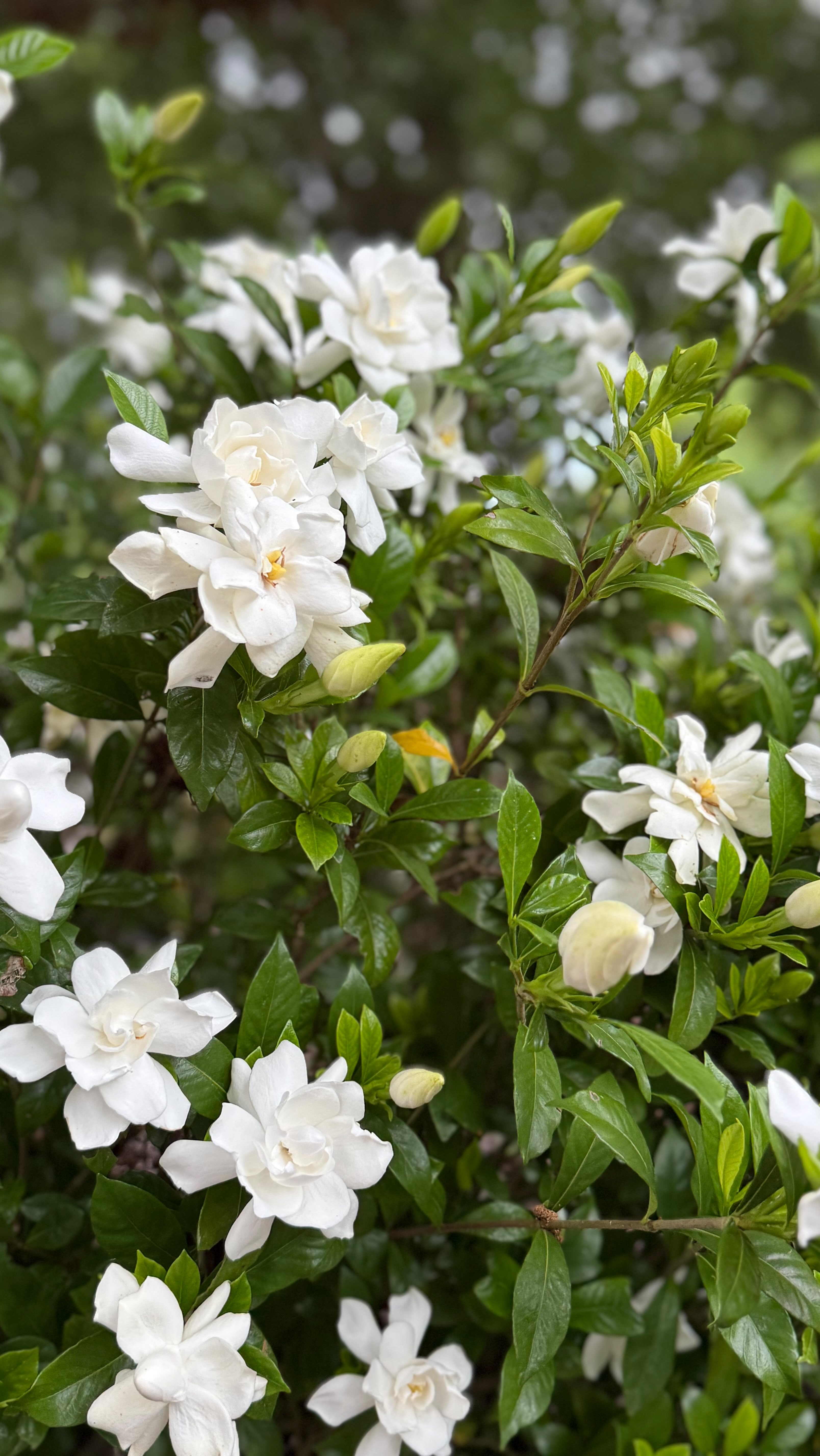 June feels like crisp blues, coffee outside, slow mornings in the Word, ice cream walks, bike rides and water days ☀️📖☕️🍦🫐 #junemood #simplejoys #summervibes☀️ #summeraesthetic #faithandsunshine