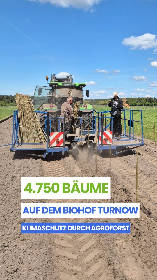 🚜 #Klimaschutz durch #Agroforst auf dem @biohofturnow in Brandenburg. Der Betrieb, geführt von Carolin und Arne Rost, liegt im brandenburgischen Turnow nahe Cottbus. Seit 2013 bewirtschaftet das Paar etwa 50 Hektar Land ökologisch und setzt dabei auf eine tiergerechte und nachhaltige Landwirtschaft.
🌳 4.750 schnellwachsende Pappeln
🌳 16,8 Hektar Agroforstsystem
🌳 34 Tonnen CO₂Bindung pro Jahr
🌳 720 Tonnen CO₂ Bindung über die gesamte Projektlaufzeit
Mit Agroforst ermöglichen wir regionalen Klimaschutz durch schnelle CO₂-Bindung und eine Anpassung der Landwirtschaft an den Klimawandel:
🌱 Verbesserung des lokalen Mikroklimas
🌱 Erhöhung der Biodiversität
🌱 Lebensräume für Wild- und Nutztiere
🌱 Gewässer- und Erosionsschutz
🌱 Bodenregeneration und Humusaufbau
🍃 Die 4.750 Pappeln wurden auf den Weideflächen des Biohof Turnow gepflanzt. Neben der Klimaschutzfunktion durch CO₂ Bindung bieten die Bäume den Rindern zukünftig Schutz vor direkter Sonneneinstrahlung.
💸 Finanziert wird das Klimaschutzprojekt auf dem Biohof Turnow durch Spenden oder den Erwerb von Klimaschutzleistungen - jeder Betrag hilft, die Agroforstsysteme zu finanzieren und somit schnell und langfristig CO₂ zu binden.
👉 Link in Bio @vivo_carbon
#agroforst #agroforstsysteme #co2 #klimaschutz #umweltschutz #biodiversität #klimawandel #naturschutz #vivocarbon #regenerativelandwirtschaft #agroforestry #agroforestrysystems #biodiversity #carbonremoval
@defaf_ev
@lignovis