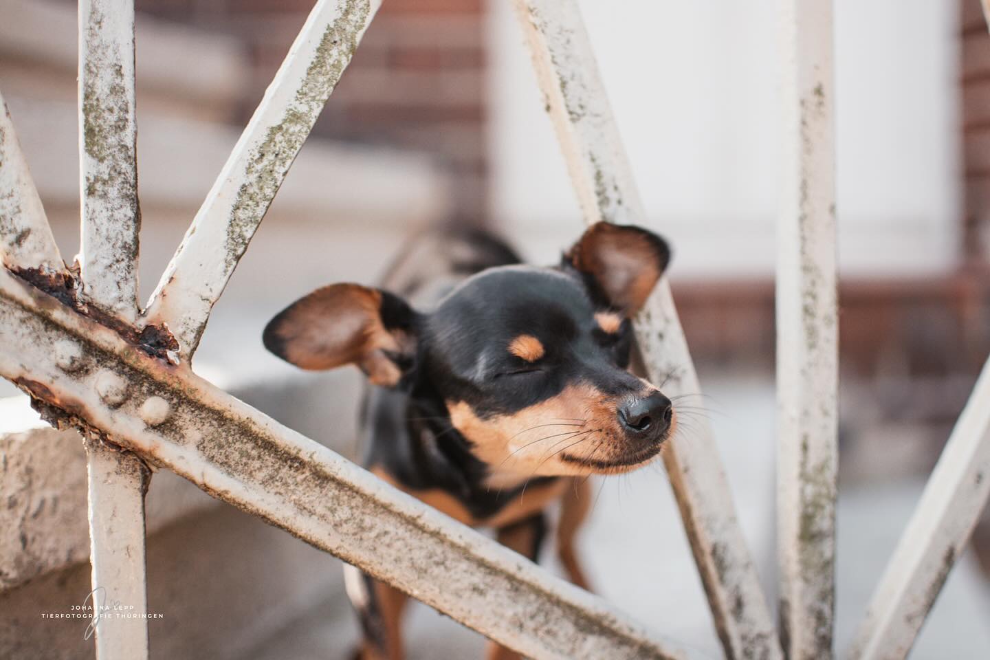 📸
Ich hatte heute Vormittag ein super schönes Babybauchshooting und über Mittag nochmal viele To Do‘s fertig bekommen 😎📋
Morgen und Donnerstag stehen keine Shootings an - perfekt für einen kleinen Bildbearbeitungsmarathon, da hänge ich für meine Verhältnisse nämlich ein bisschen hinterher 😬
Jetzt bin ich aber erstmal auf dem Weg in den Nachtdienst und wünsche euch einen schönen Dienstagabend ☺️☀️
•
Du hast Fragen oder möchtest direkt ein Shooting buchen? Meld dich gern 🌸
📧 info@tierfotografie-thueringen.de
💻 www.tierfotografie-thueringen.de
#hundefotografie #tierfotografie #thüringen #pragerrattler