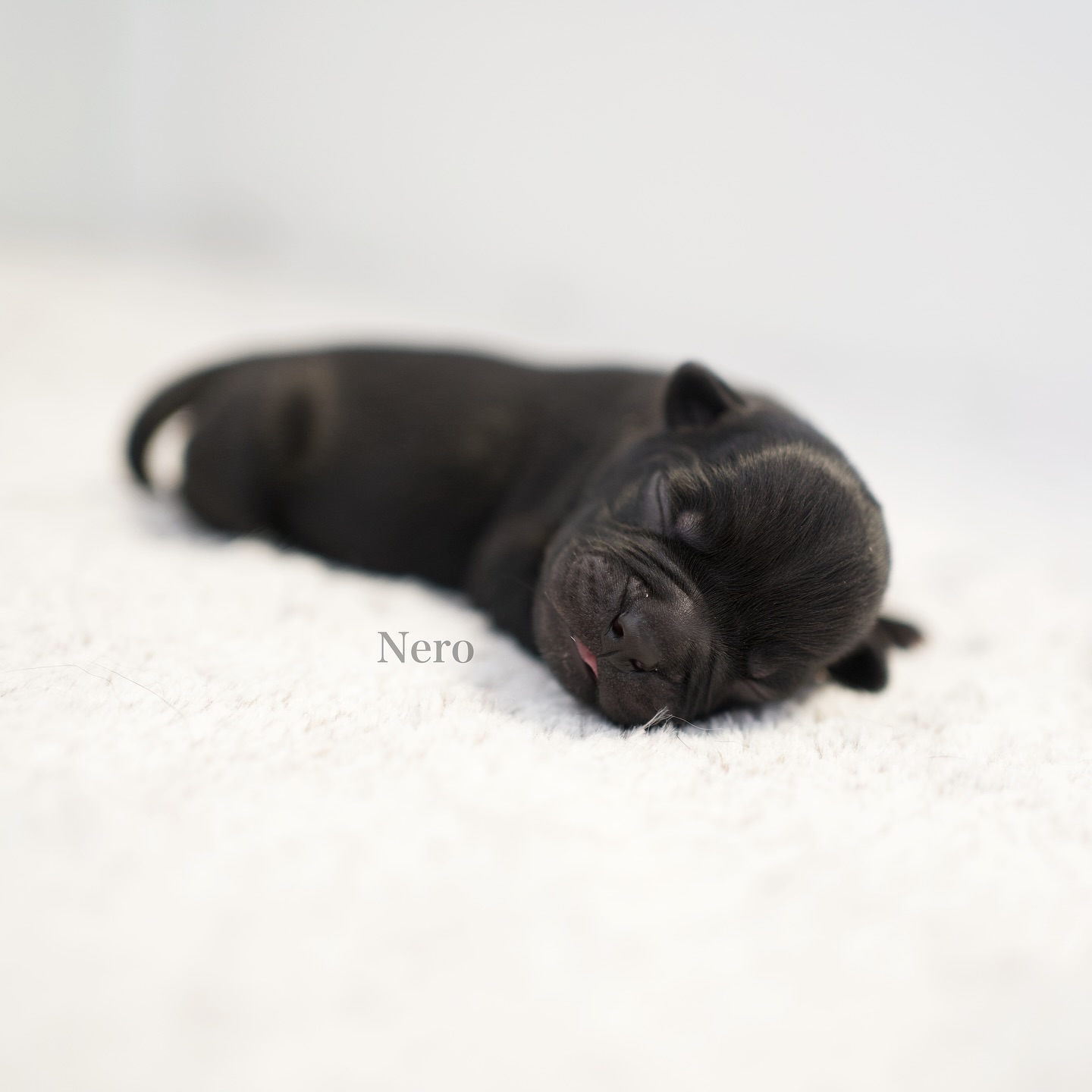 6/7 – Nero 🖤
Geboren um 06:10 Uhr mit 215g – lackschwarz, glänzend wie Samt. Fast so, als wäre er direkt aus der Nacht gegossen. 🌌
Nero bedeutet „der Schwarze“ – schlicht, elegant und besonders. Aber keinesfalls langweilig – im Gegenteil: Er bringt etwas Geheimnisvolles mit, hat diesen Charme, mit dem er alle um den Finger wickelt. Einfach ein cooler Typ mit grossen, geheimnisvollen Augen und einem Blick, der direkt ins Herz trifft. 🖤
Ich glaube, Nero wird mal ein ganz besonderer Herzenshund. 🥹 Momentan lässt er sich allerdings nur für eines begeistern: Milch. 🥛
Prioritäten muss man eben setzen. 🤷♀️🥰
#AlphaBully #sportlichebulldogge #französischebulldoggen #bulldoggswithnoses #bullymitnase #healthyfrenchie #frenchiesofinstagram #sportlichefrenchies #nasenbär #retrofrenchie #französischebulldogge #französischebulldoggedeutschland #französischebulldoggeschweiz #bullysmitnase #frenchiebreeder #bulldoggezüchter