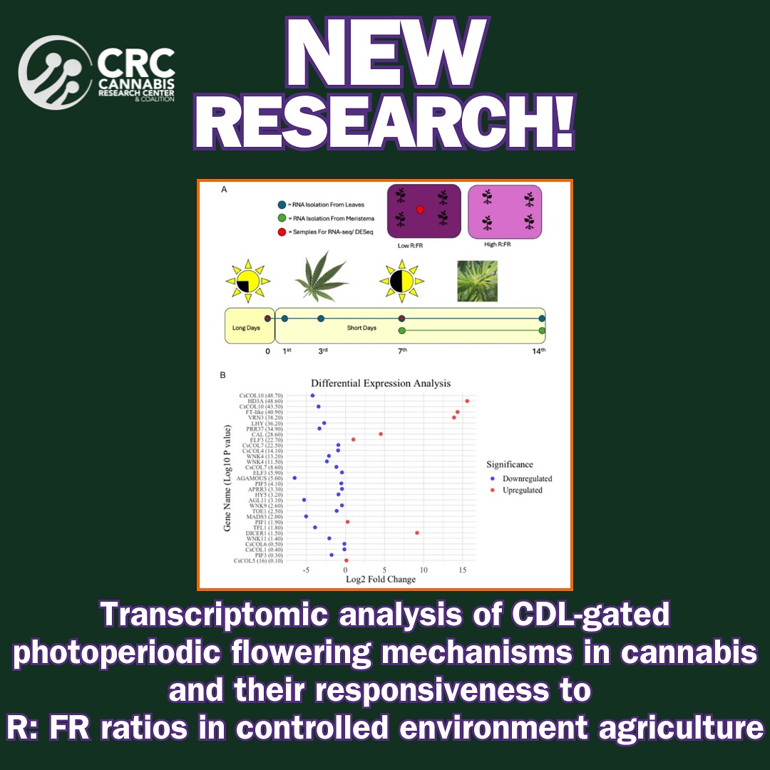 New Cannabis Flowering Research Alert!
This research conducted by Samuel R. Haiden, Nathan Johnson & Gerald A. Berkowitz validates and deepens what many growers already knew...light is the key factor in when cannabis decides to flower.
It’s NOT just about HOW LONG the light lasts, but also the QUALITY OF LIGHT that tells your plants when to start flowering.
What exactly did they study here???
They looked at HOW cannabis genes turn on/off during flowering, focusing on the plant’s
Critical Day Length (CDL) the exact daylight length that triggers flowering.
They also tested how the balance of Red to Far-Red light (R:FR ratio) affects this process.
All this was done in precise indoor growing setups.
What does this mean for #cultivators???
-Cannabis flowers when days get short enough, triggering specific genes.
-The ratio of red to far-red light changes how the plant “reads” day length.
-Tweaking light color and timing indoors can speed up or delay flowering.
This helps growers control harvest timing and maximize yields.
Breeders can use this info to develop strains that flower better under specific light setups.
Link in bio to full publication!
#CannabisResearch #IndoorGrow #GrowTips #CannabisCultivation #FloweringControl #LEDlighting #PlantScience