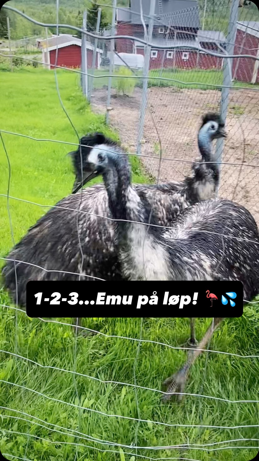🐣 EMU-SLIPP PÅ SNYFJELLET! 🐾🌞
Endelig er emuene våre ute i parken igjen – og de hopper bokstavelig talt av glede! 🏃♂️💨
De elsker sommersola, nyklipt gress og nysgjerrige besøk – og vi elsker å ha dem tilbake i full fart!
📍 Vi åpner portene for sommersesongen lørdag 28. juni – og både små og store er hjertelig velkommen til en dag fylt med dyr, glede og ekte gårdsliv 💚
Ses vi på Senja i sommer?
#SnyfjelletGård #Smådyrpark #SenjaSommer #OpplevSenja #VisitSenja #EmuLove #Dyreglede #Gårdsliv #DyreparkNorge #SommerPåSenja #Barnevennlig #Familieopplevelser #ReisNorge #EmuAction #SenjaMedBarn #Norgeferie2025 #BarnasFavoritt