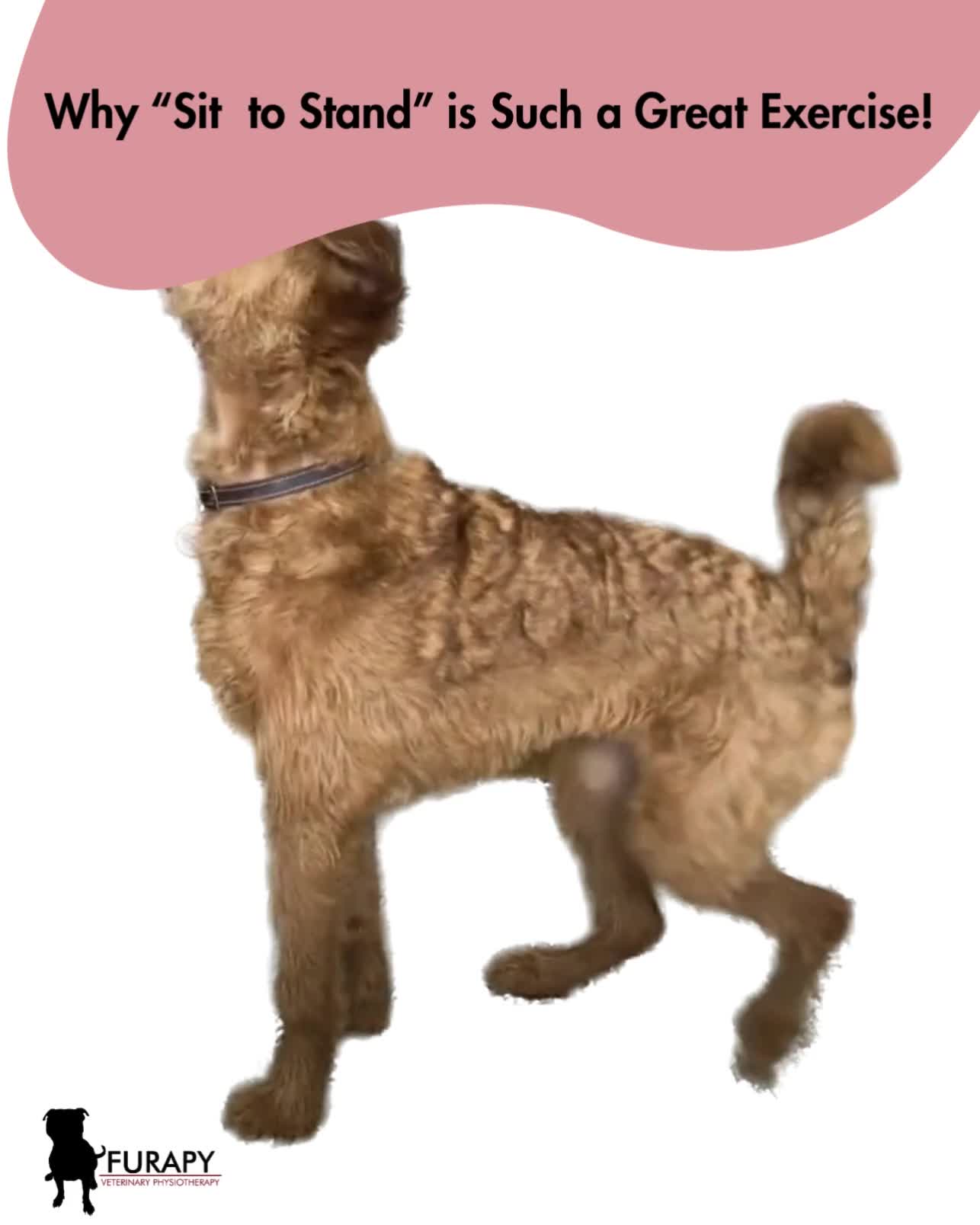 Sit to Stand 🐾
One of our most popular and easy to incorporate exercises. But why do we love it so much?
As physiotherapists, we see a lot of dogs with weakness in their hind limbs and core. Whether it is from an injury, degenerative disease, or lack of use, a simple sit to stand can engage many of your dog's hindlimb muscles and help them gain strength and coordination!
So how does it work?
- As your dog sits in a controlled manner, their hamstrings, hip stabilisers and core muscles engage to tuck the hindlimbs in and hold a seated position.
- When asking your dog to stand, they engage their quadriceps and hip flexors to push the dog back into a standing position.
- All the while, your dog has to think about their position and speed, therefore adding a proprioceptive challenge!
This exercise has benefits for many dogs. Can your dog perform a good sit to stand? If your dog is experiencing any issues performing a sit, do contact you vet or physio for advice! 🐾🐕