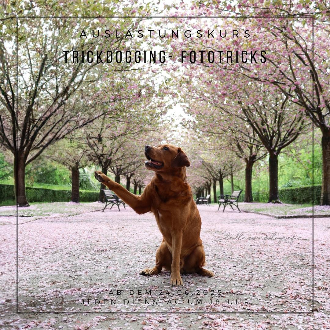 -Neu bei uns: Trickdogging-
•
Das Erlernen von Tricks & Kunststücken im Rahmen des Trickdoggings unterstützt die geistige Aktivität des Hundes.
Er wird dabei auf spielerische Weise gefordert, beschäftigt und in seinem Selbstvertrauen gestärkt. Trickdogging verlangt eine hohe Konzentration ab, die viel intensiver auslastet als einfache Spiele.
Alles, was wir uns in diesem Kurs erarbeiten, kann auch außerhalb der Trainingsstunden Zuhause oder auf den täglichen Spaziergängen geübt werden.
•
Wir halten die erlernten Tricks und Kunststücke in regelmäßigen Abständen in Form von kleinen Foto- & Videoshootings fest, sodass am Ende neben ganz viel Spaß auch immer eine schöne Erinnerung für euch übrig bleibt.
Dieser Kurs ist für Hunde jeden Alters gemacht!
•
•
#trickdog #trickdogging #hundetrainer #hundetraining #dogtrainersofinstagram #dogtrainer #dogtraining #dogphoto #dogphotography #hundefoto #hundefotografie #lablove #labrador #labradorretriever #labradorsofinstagram